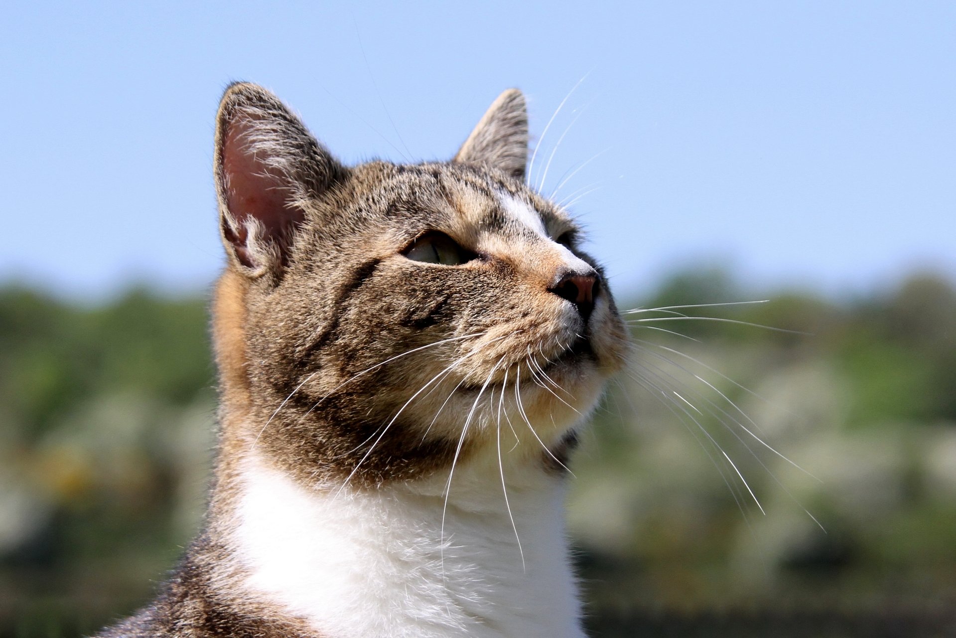CATS 0386.jpg