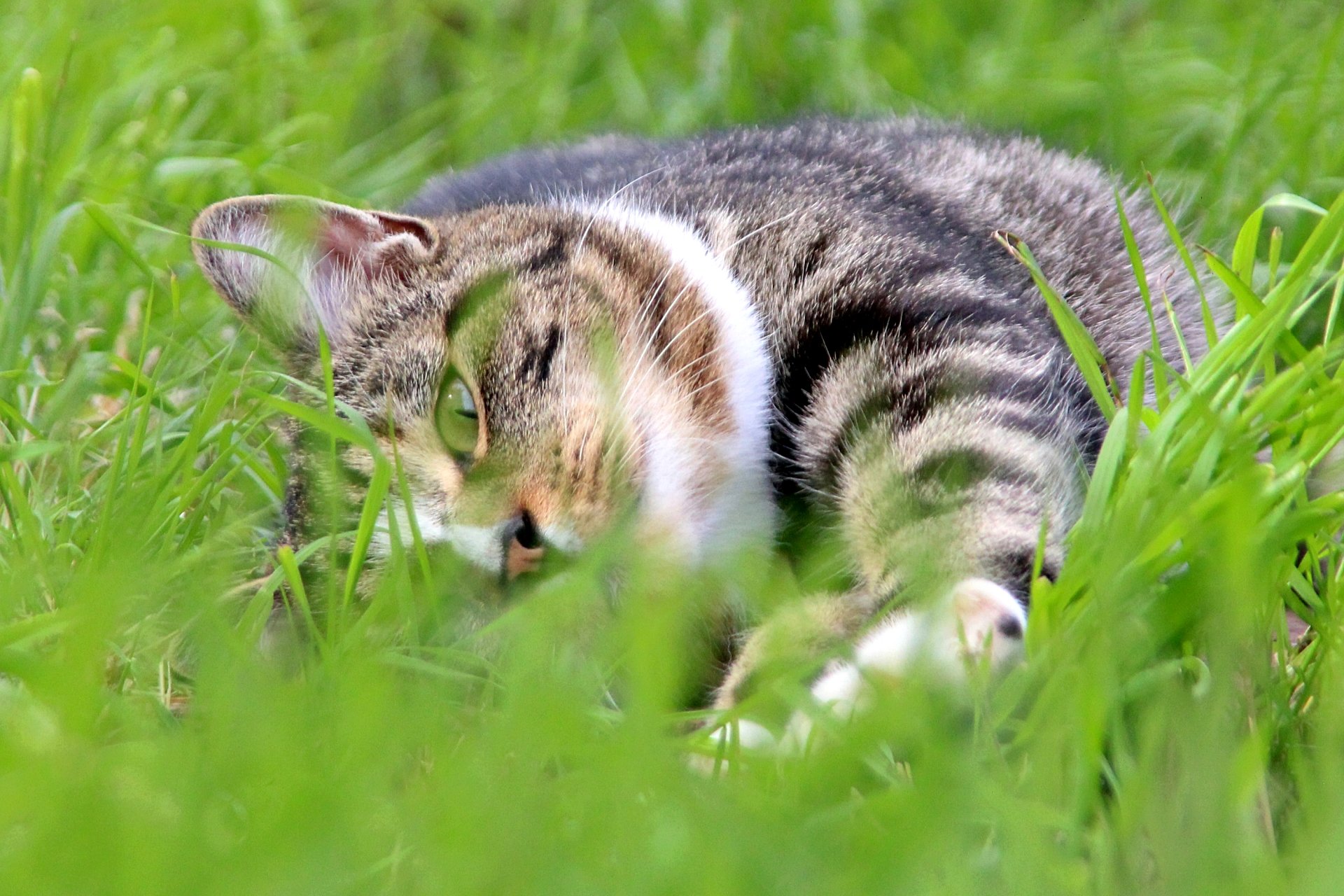 CATS 0250.jpg