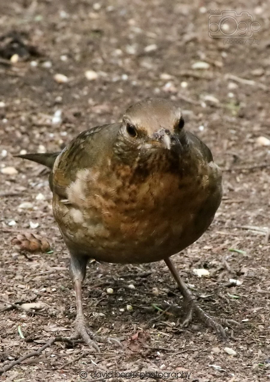 20260309 120807 Dunnikier 0629.jpg