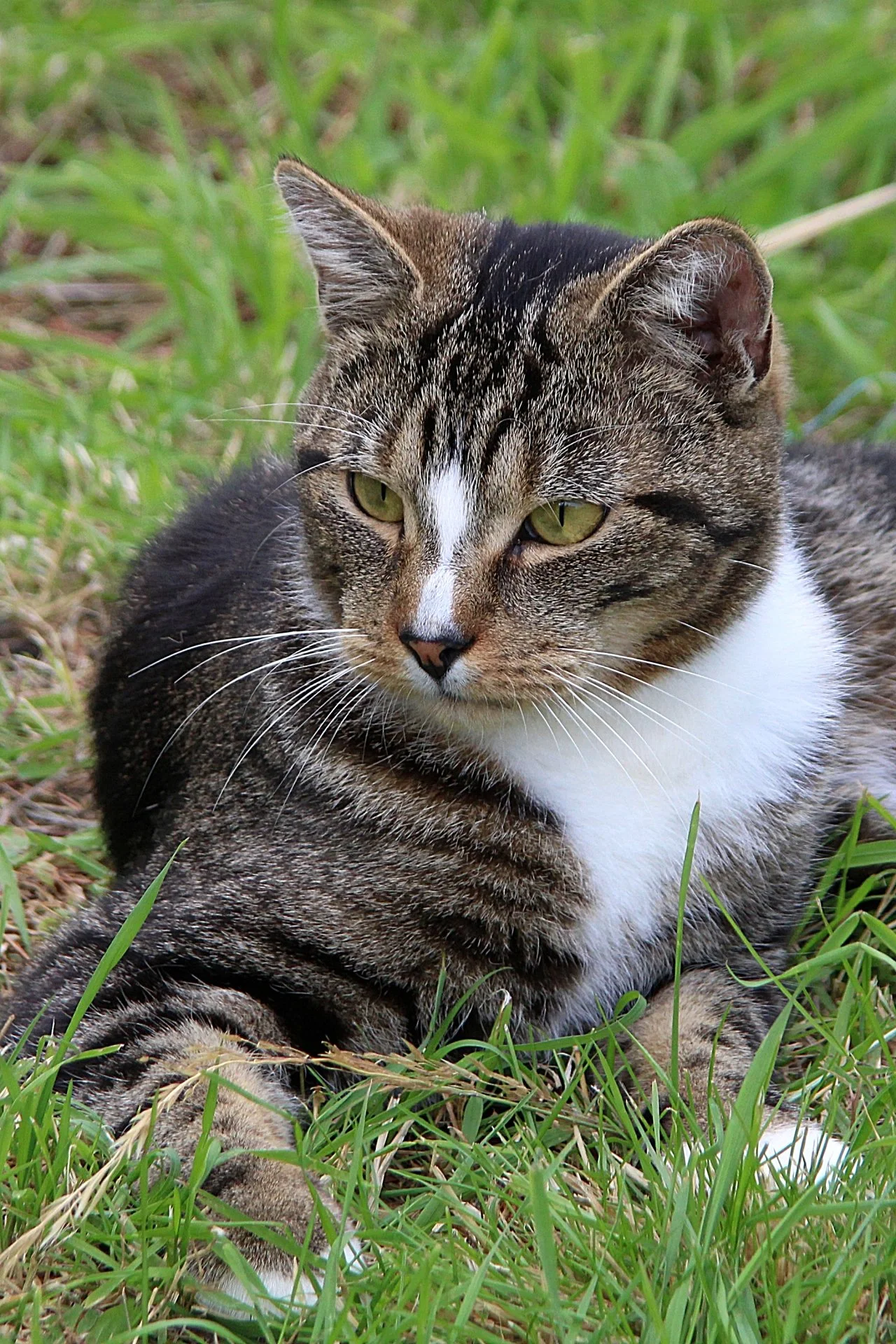 CATS 0271.jpg