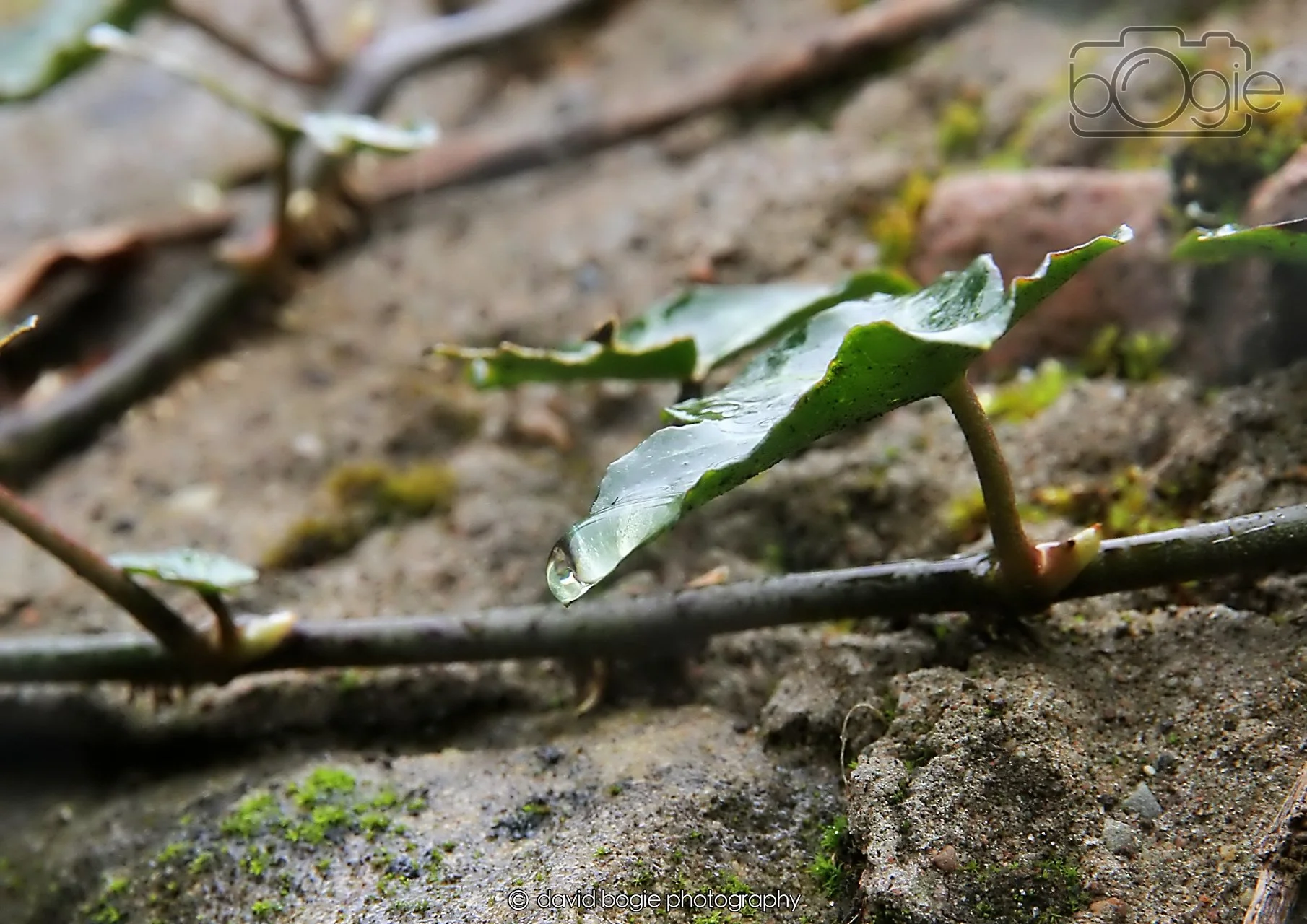 20260401 125718 Culross 0217.jpg