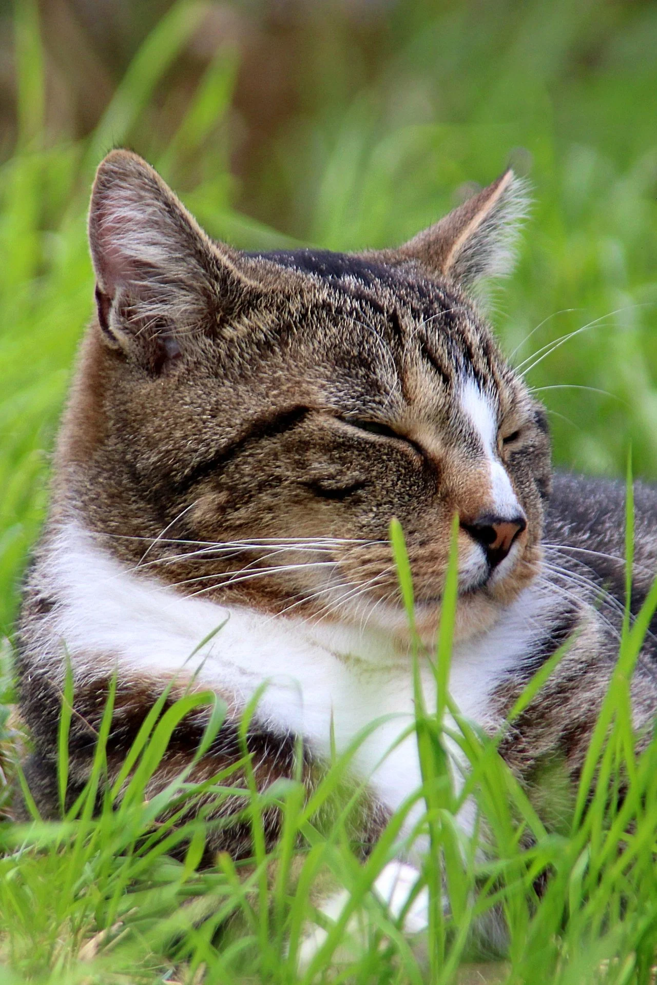 CATS 0253.jpg