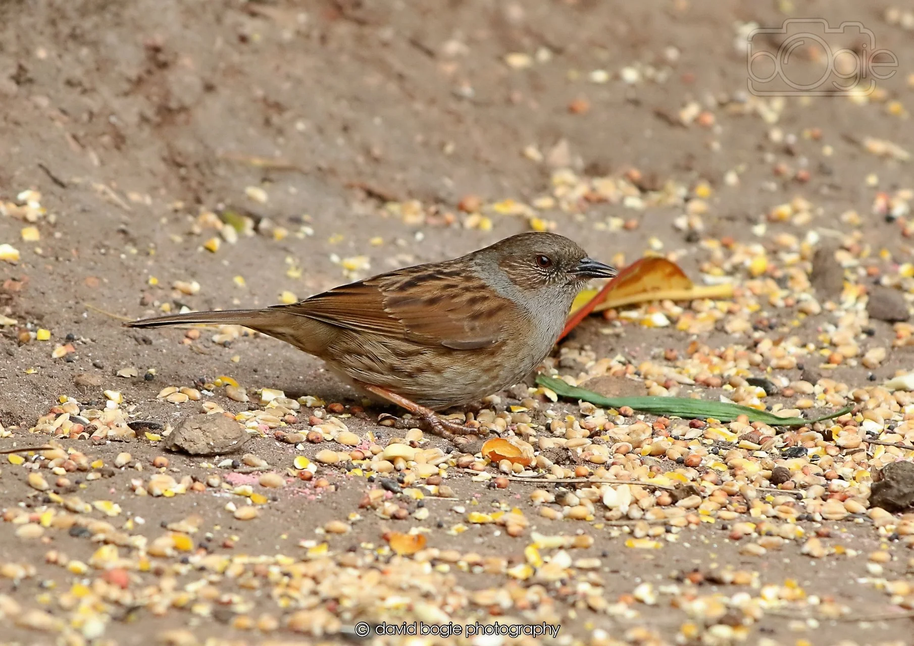 20260326 115106 Silverburn 0273.jpg