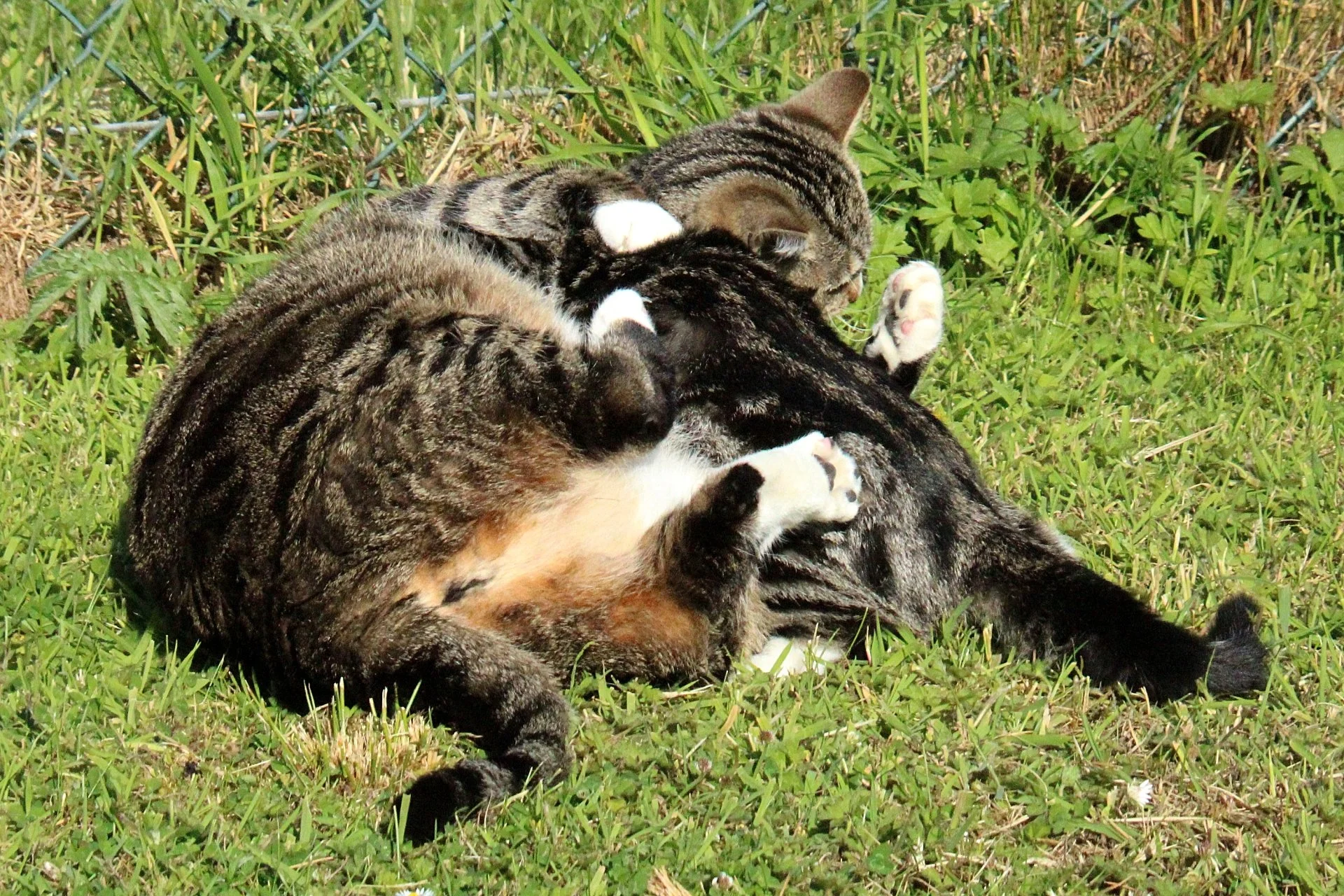 CATS 0084.jpg