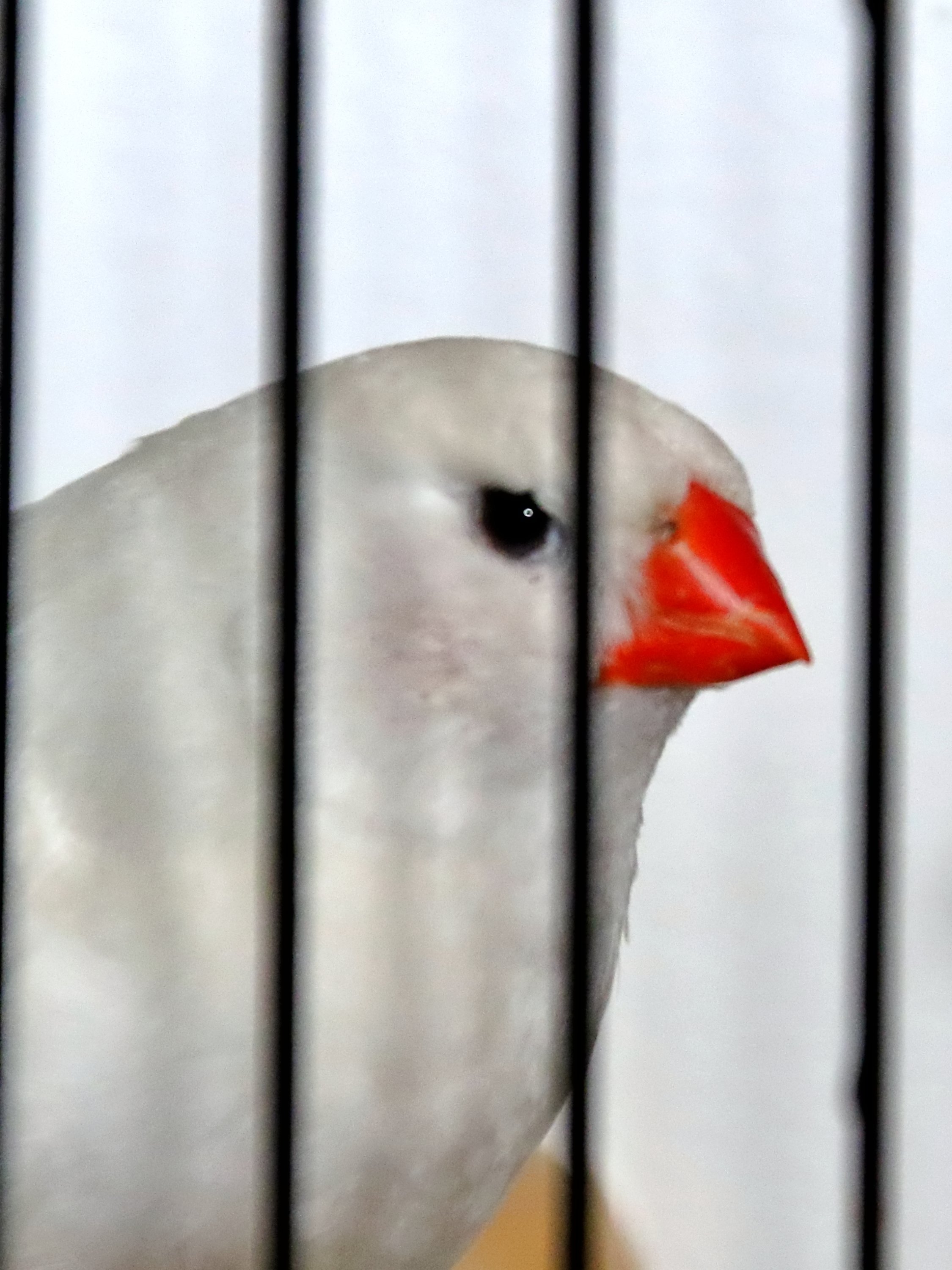 20251102 130140 Markinch CBS  0671.JPG