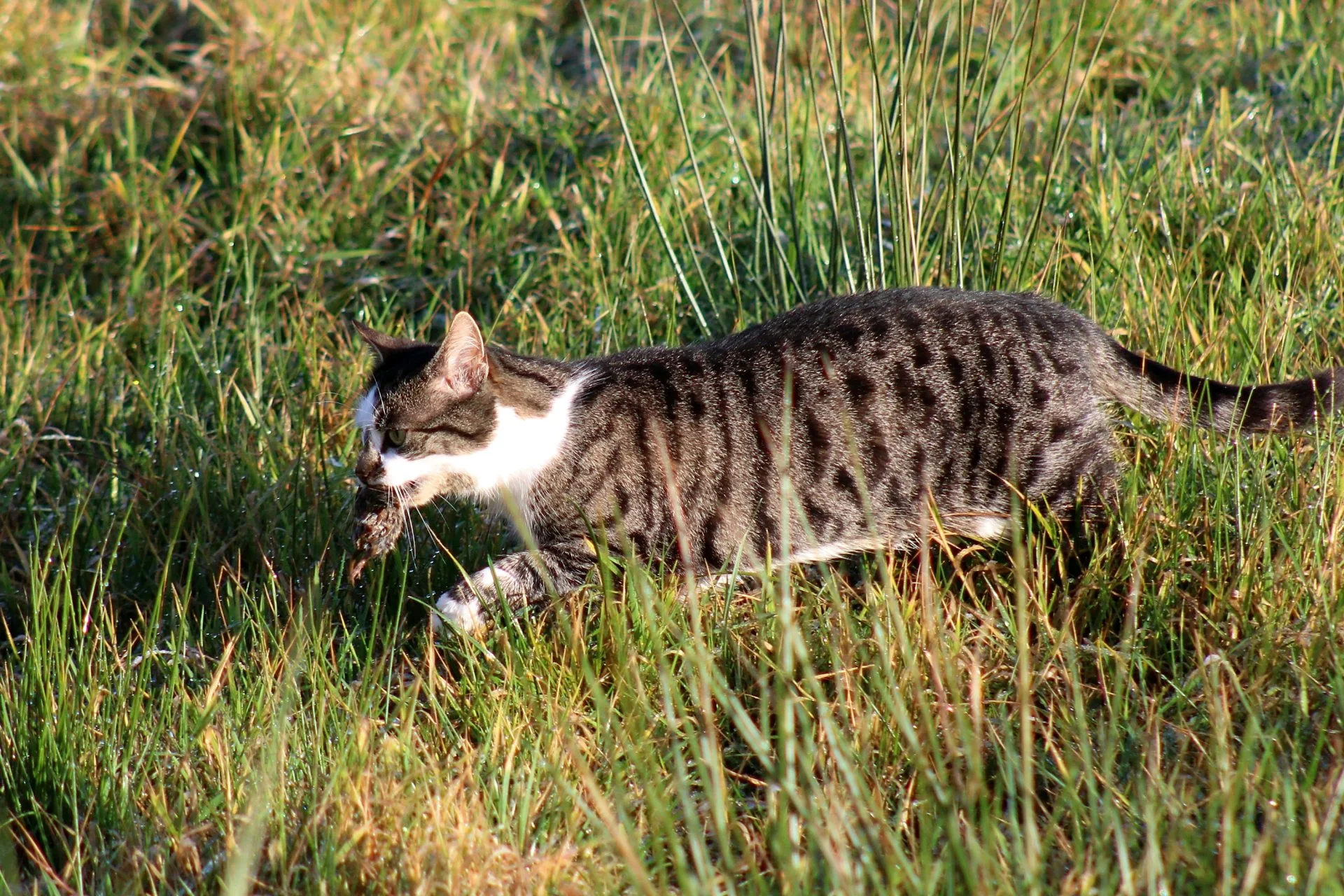 CATS 0031.jpg