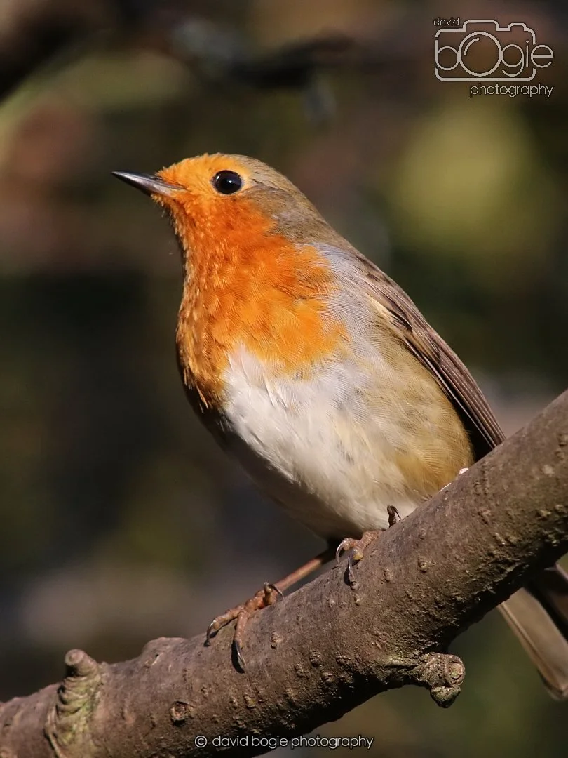 20251231 135344 Silverburn 0350b.jpg