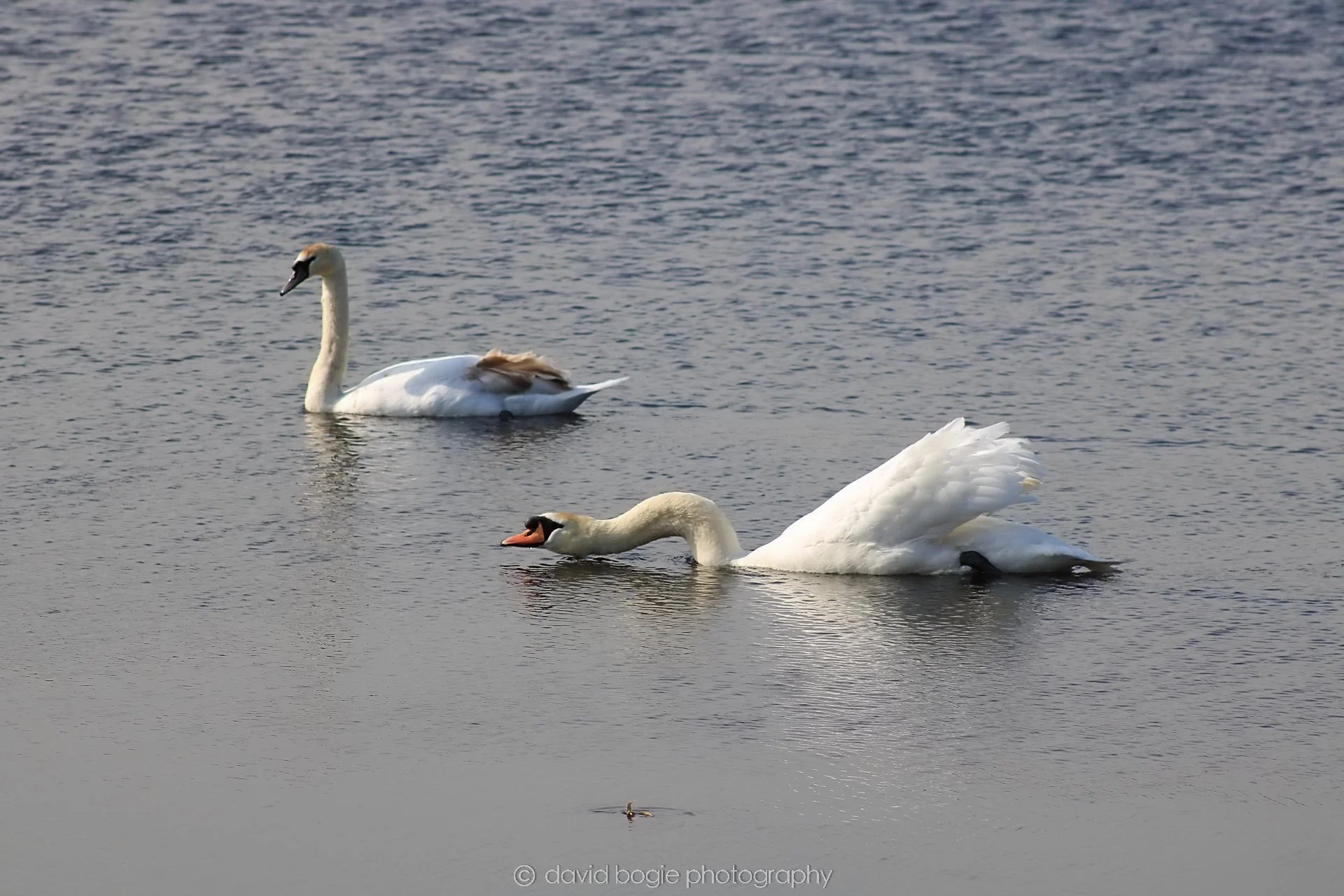 20190405 105043 Lochore 0020.jpg