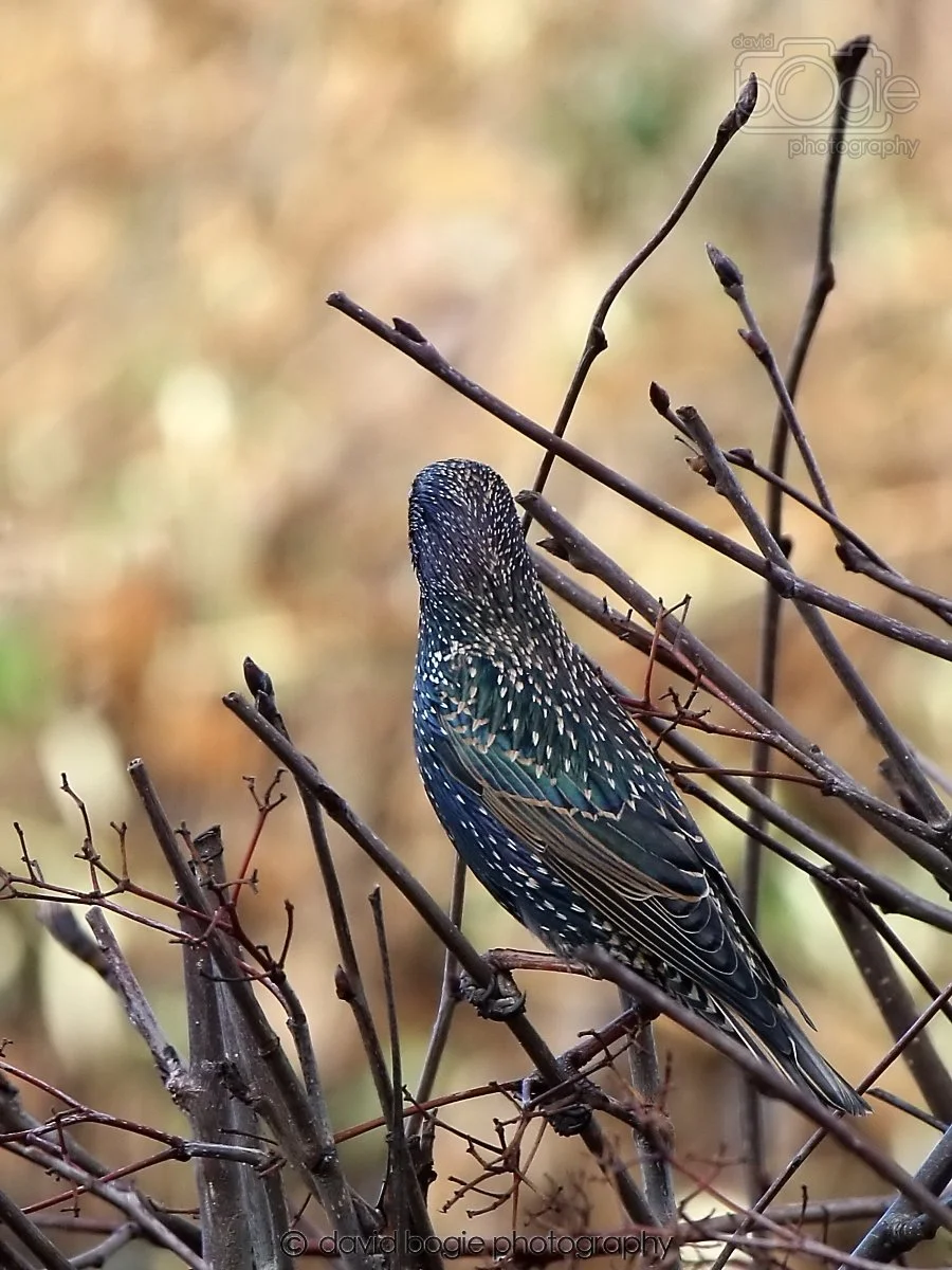 20260113 131328 Kirkcaldy 0064.jpg