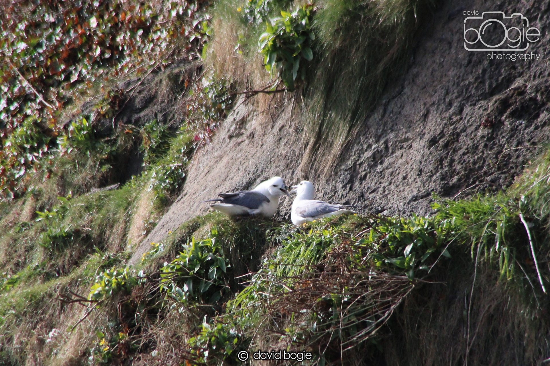 20210413 Kinghorn (10) .jpg