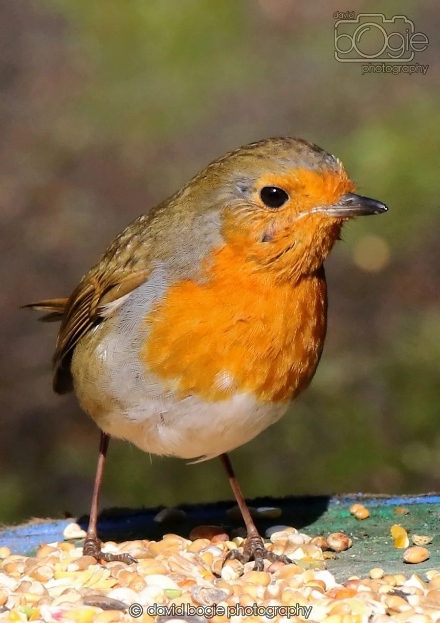 ROBIN34