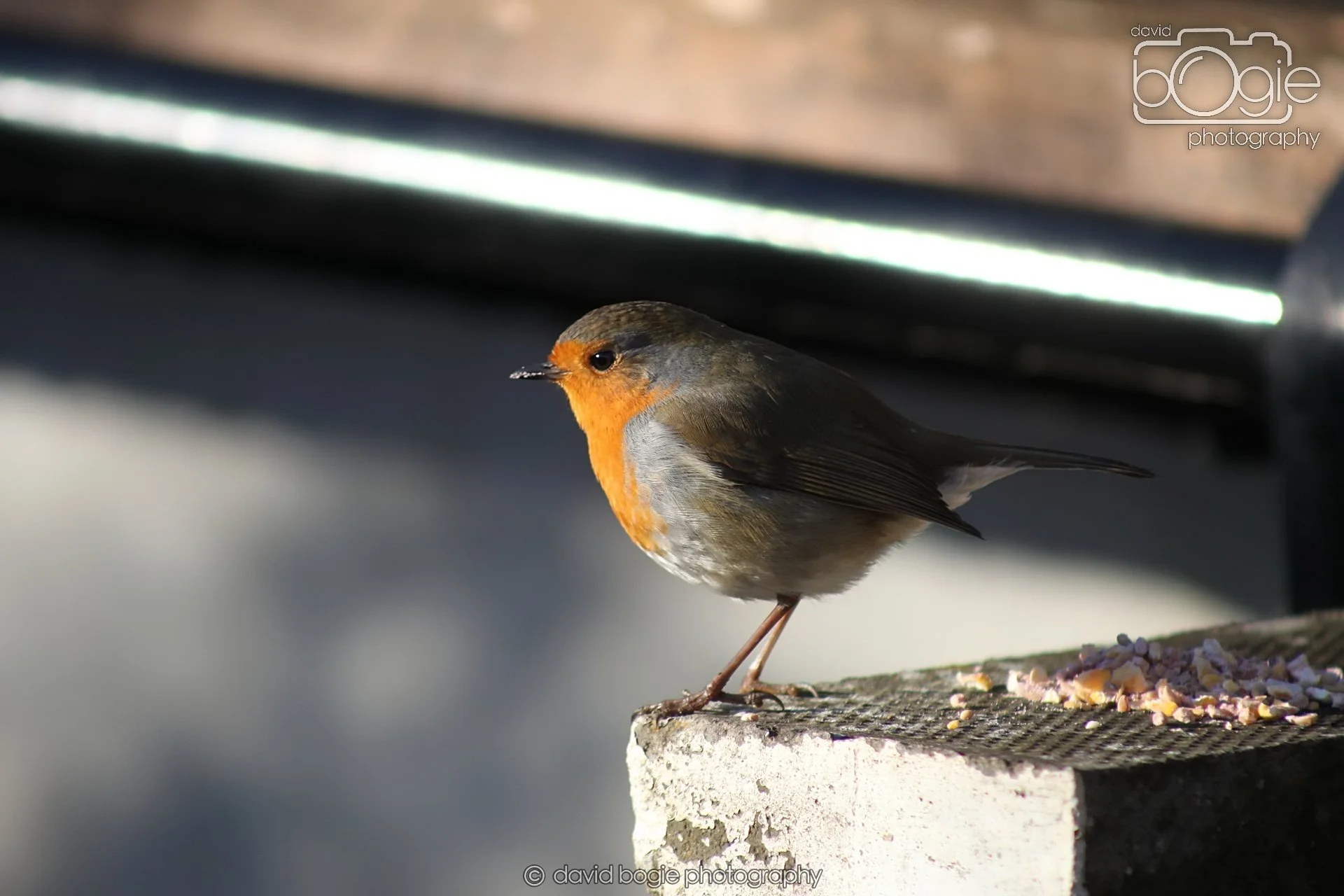 20251125 132532 Silverburn 0017.JPG