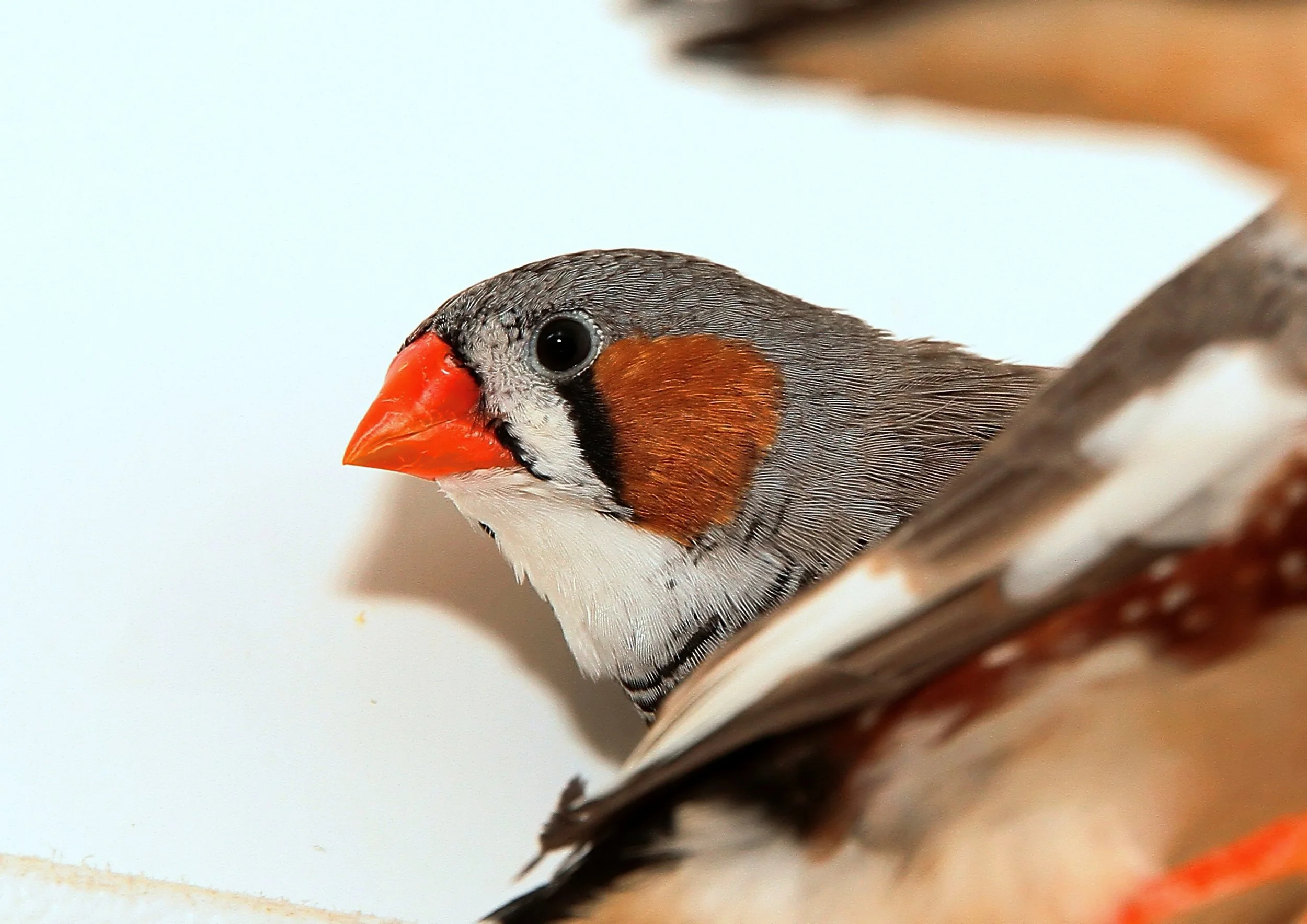 20260331 104703 K&S 0352.jpg