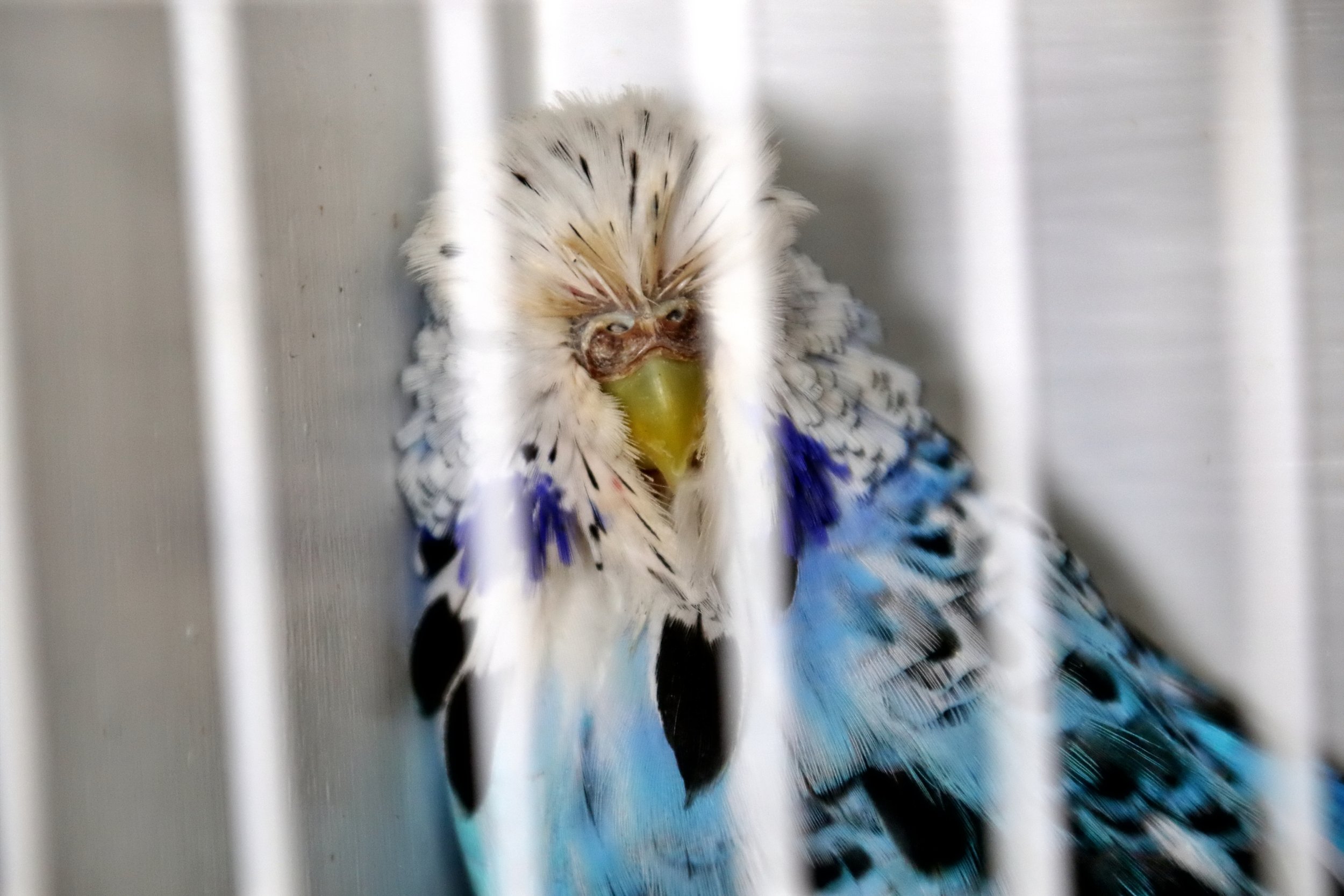 20251102 124817 Markinch CBS  0544.JPG