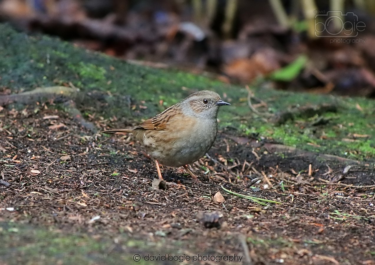 20260306 123152 Dunnikier 0694.jpg