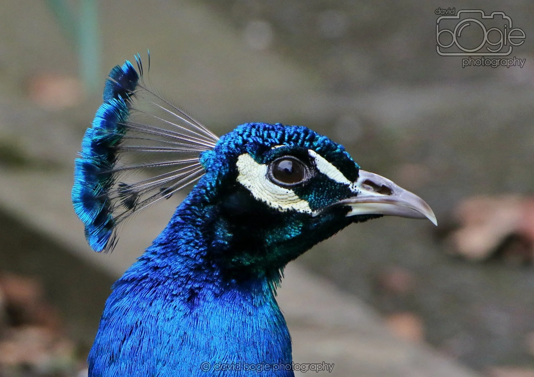 20260324 121944 Pittencrieff Park 0068.jpg