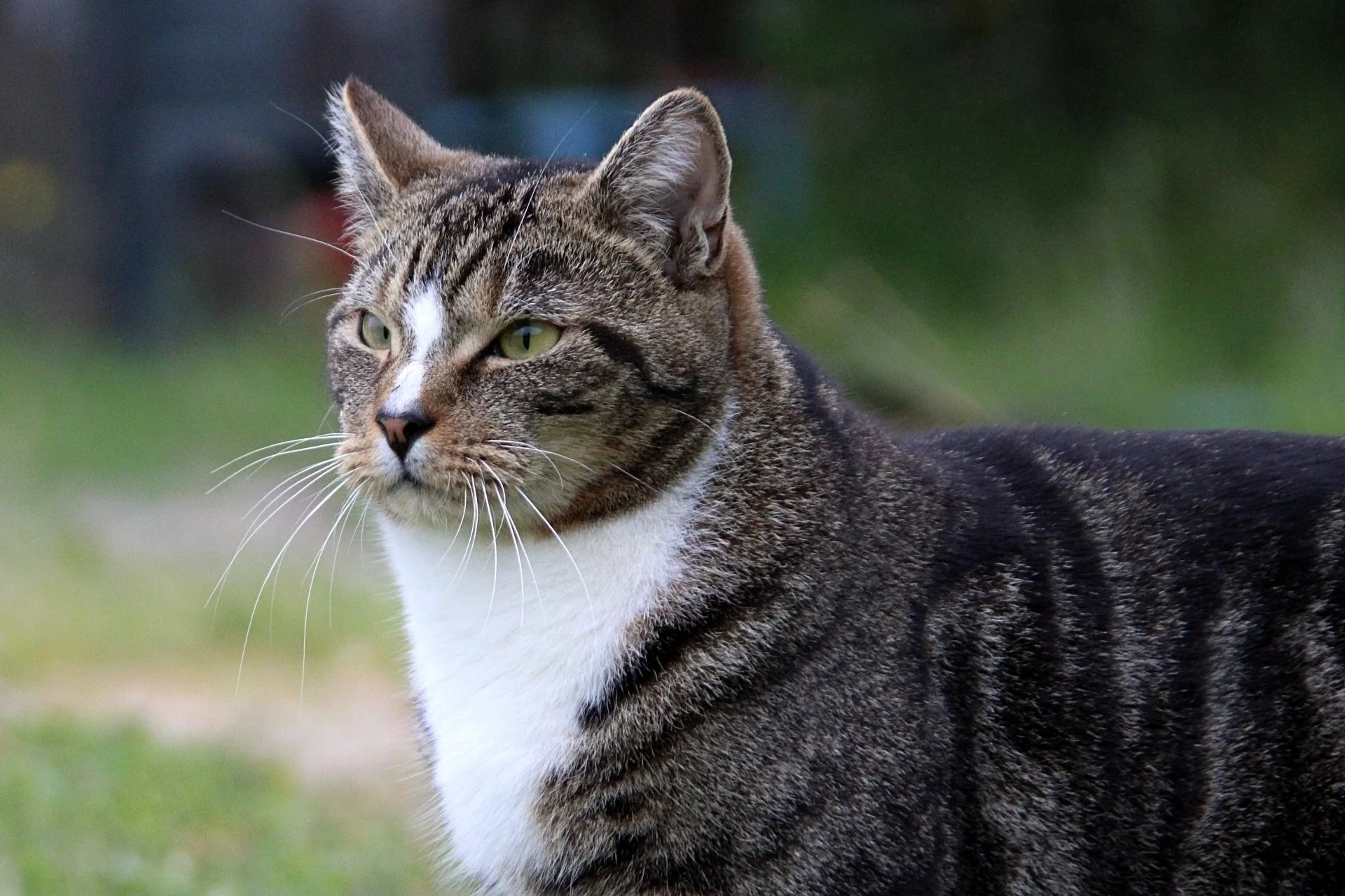 CATS 0187.jpg