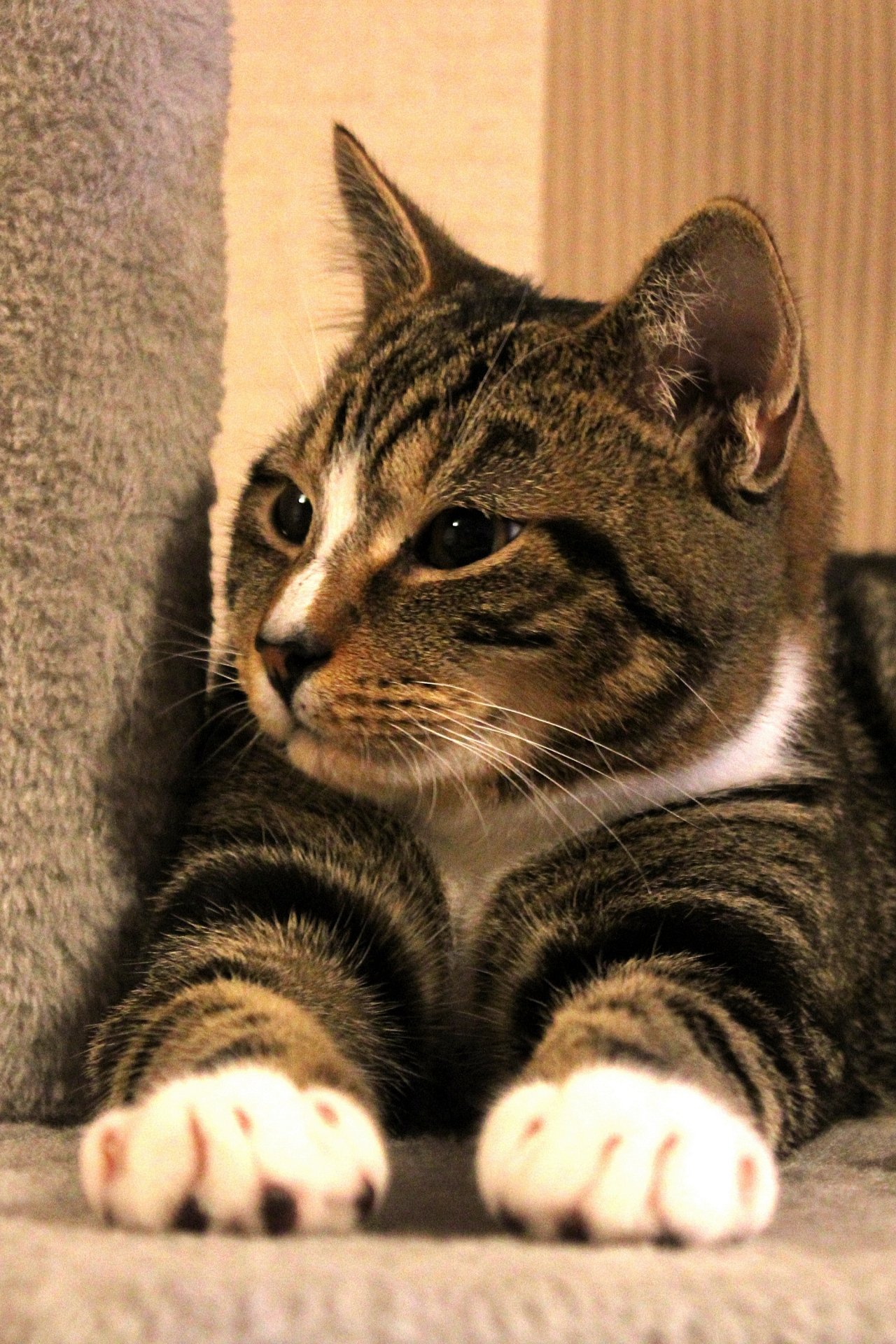 CATS 0125.jpg