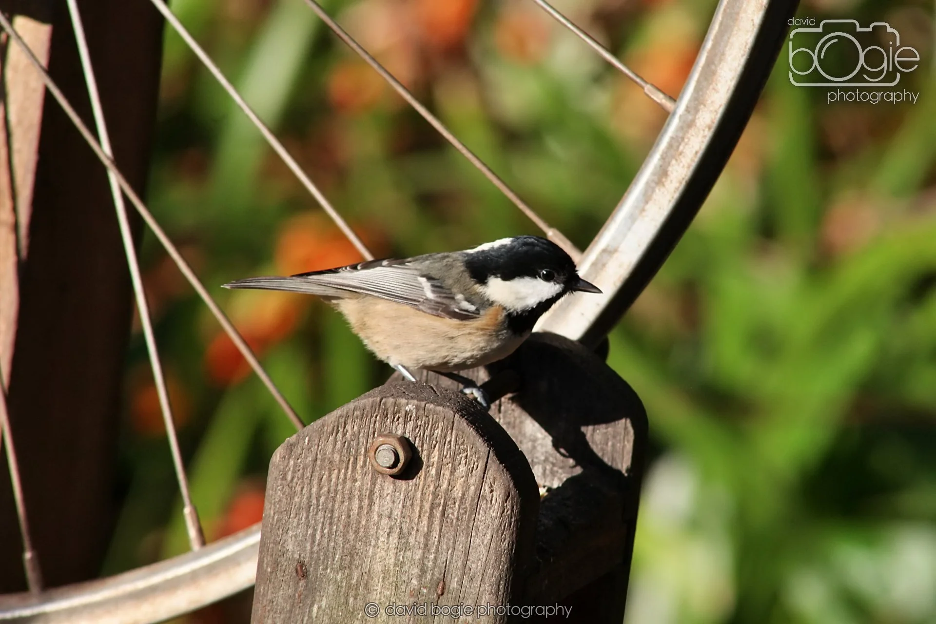 20251125 134113 Silverburn 0151.JPG