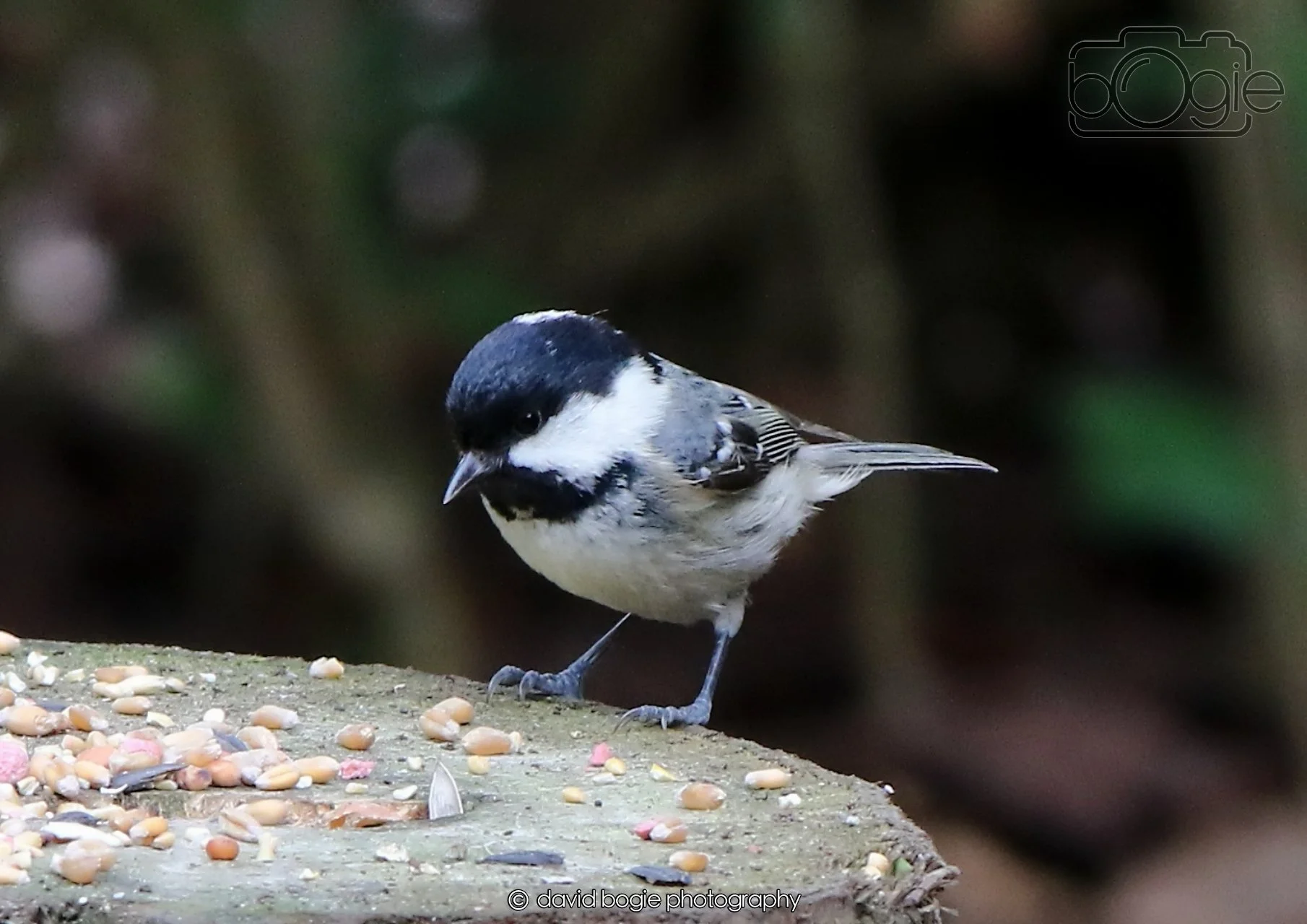 20260403 124607 Dunnikier 0209.jpg