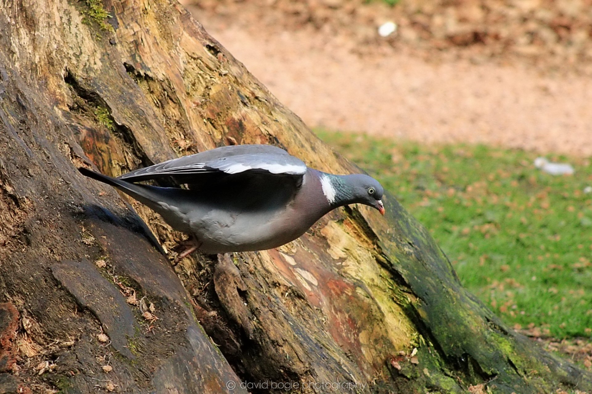 20190523 153752 Ravenscraig 0008.jpg
