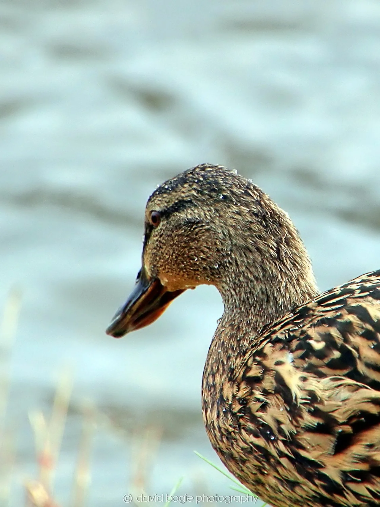 YEAR20240316 144310 Lochore Meadows 0013.jpg