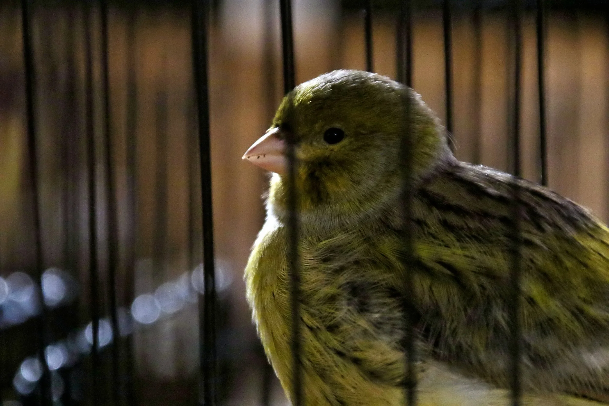 20251102 130702 Markinch CBS  0695.JPG