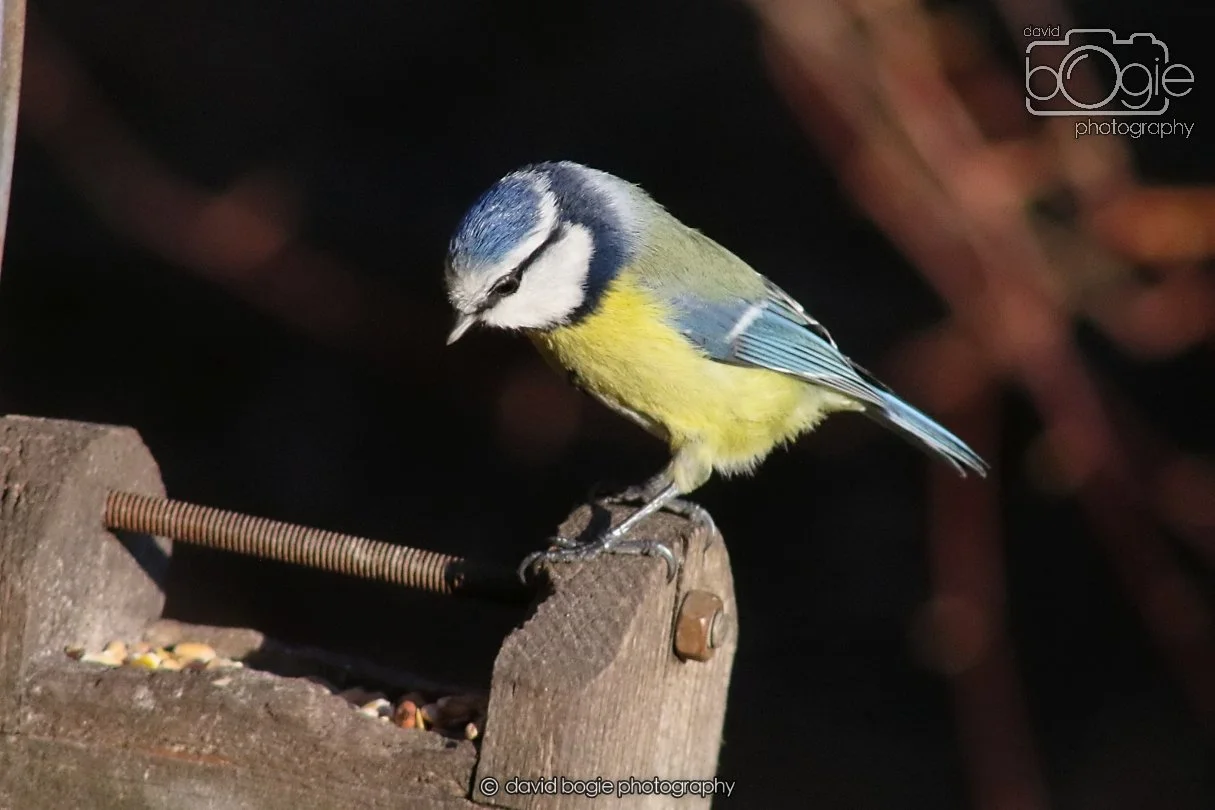 20251231 134342 Silverburn 0203.JPG