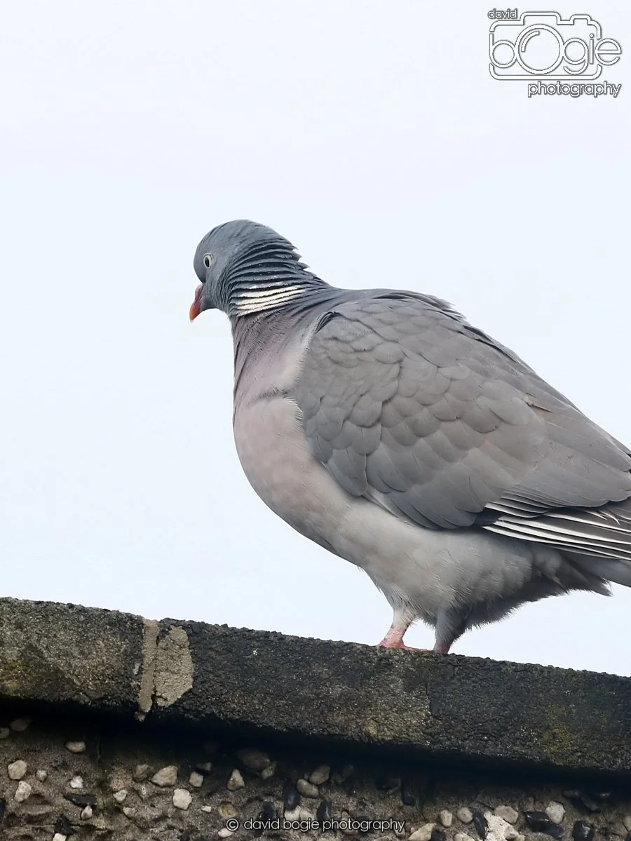 20260113 125322 Kirkcaldy 0057.JPG