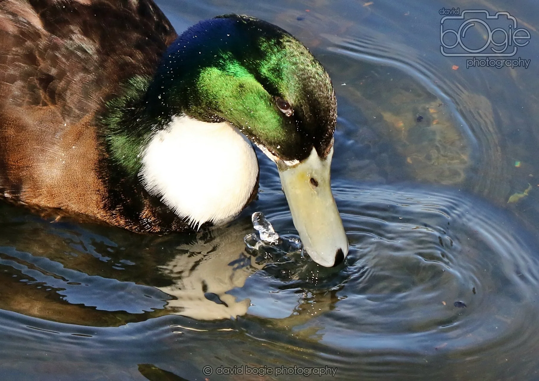 20260319 112854 Beveridge Park 0038.jpg