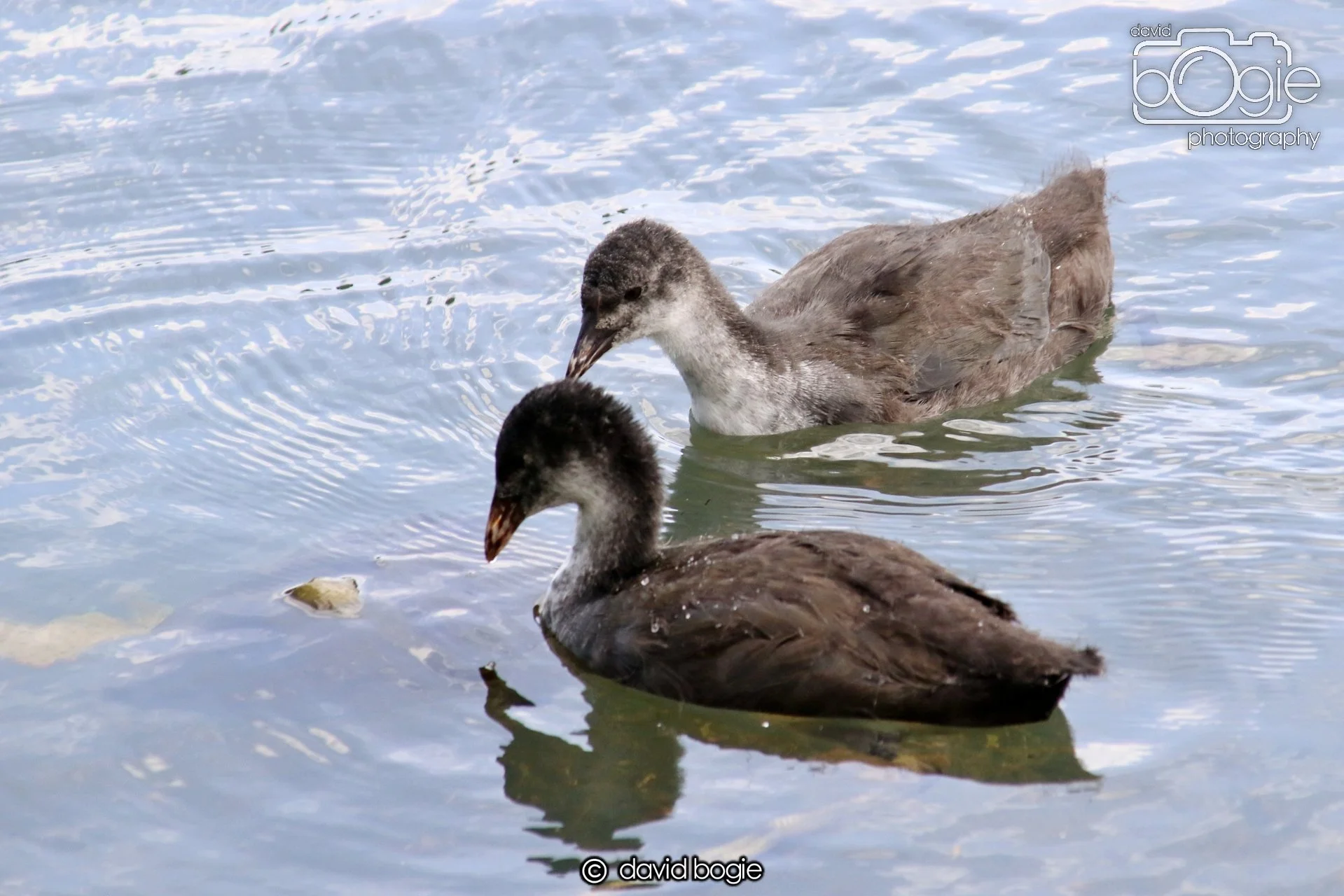 20250613 122018 Beveridge 0080.JPG