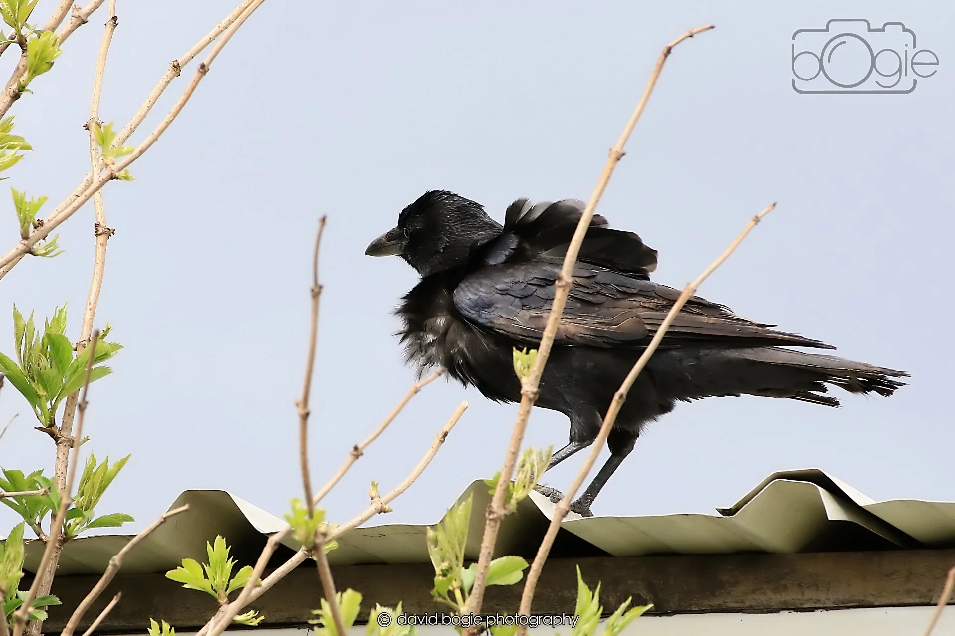 20260415 121024 Links Market 0209.jpg