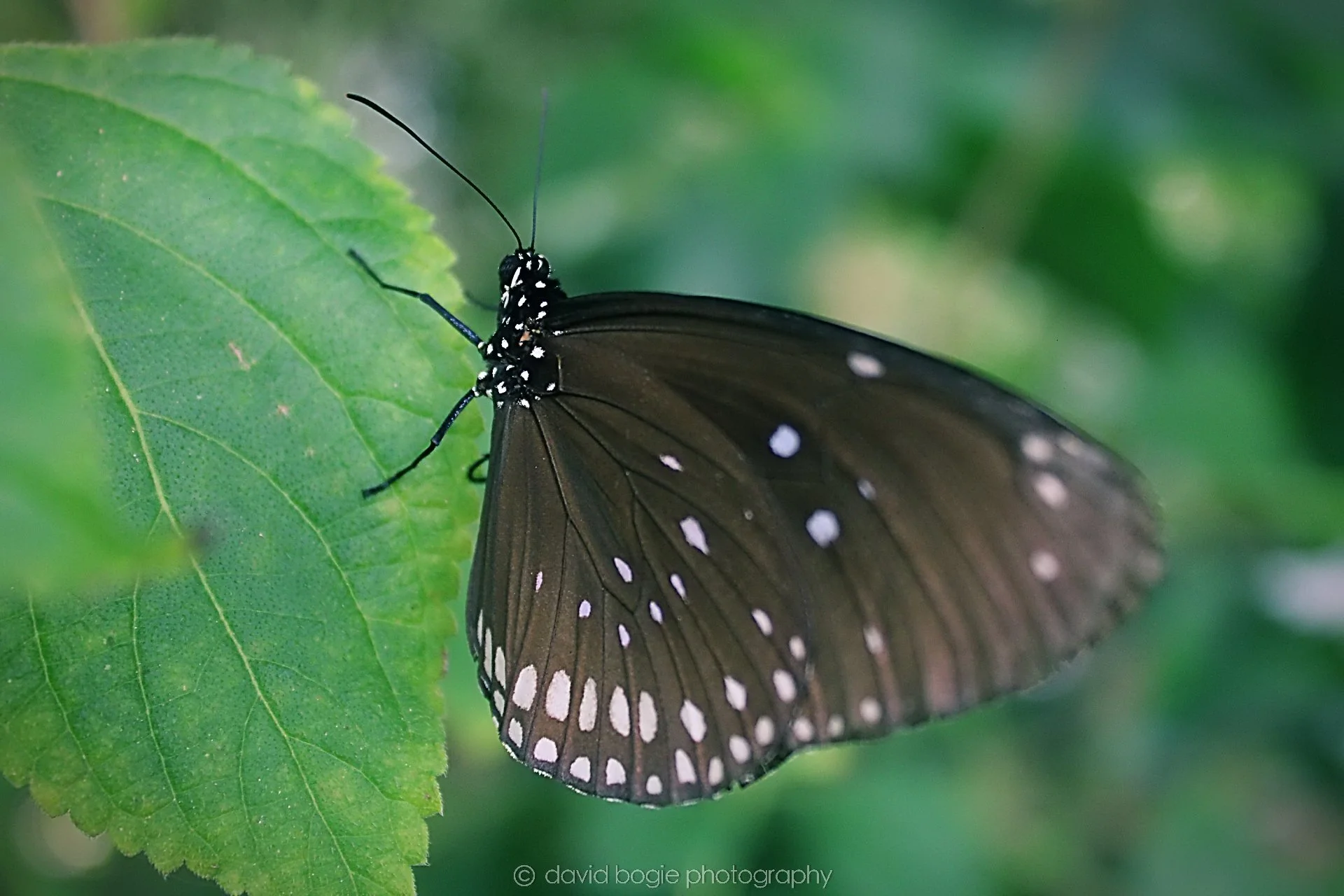 20191019 124225 Butterfly World 0022.jpg