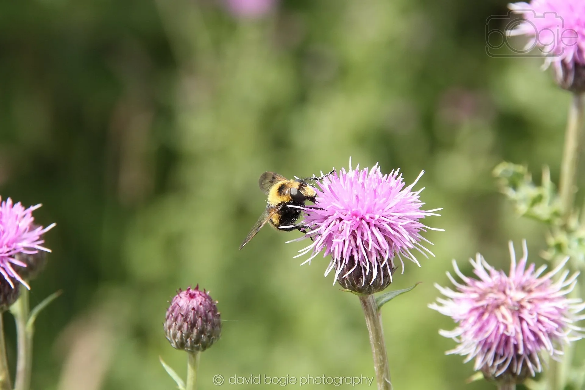 20240706 134024 Lochore Meadows 0020.jpg