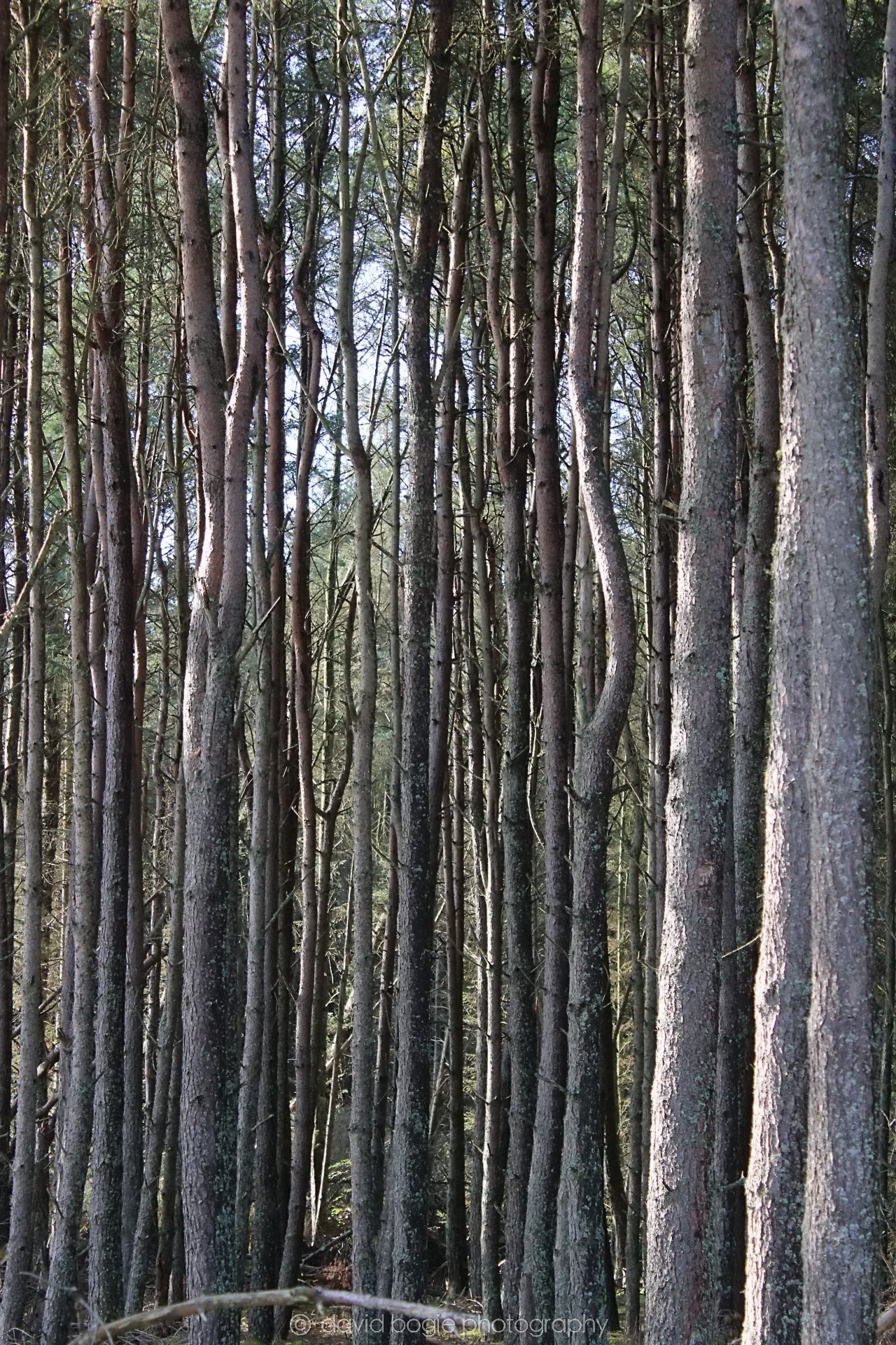20191014 143318 Tentsmuir 0047.jpg
