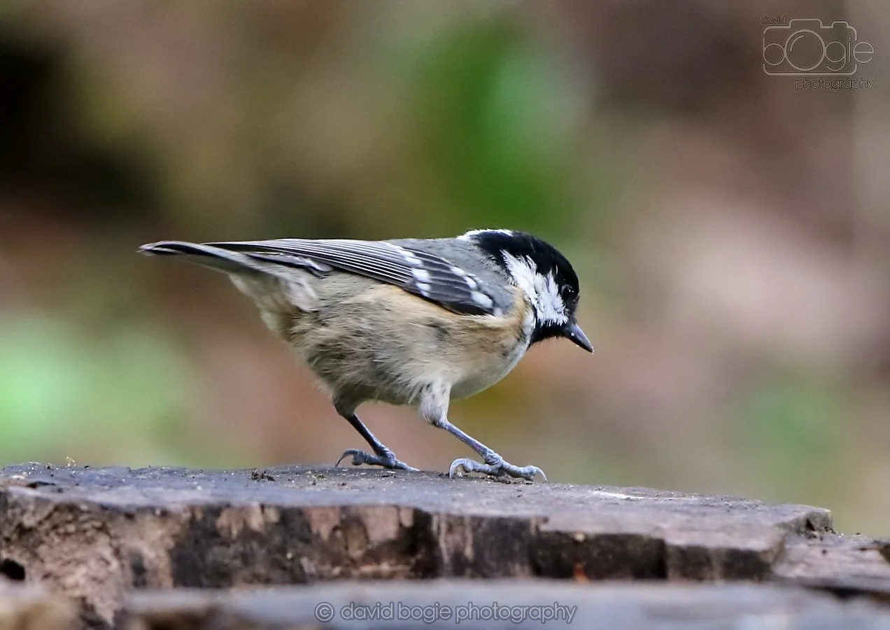 20260314 141201 Silverburn 0156.jpg