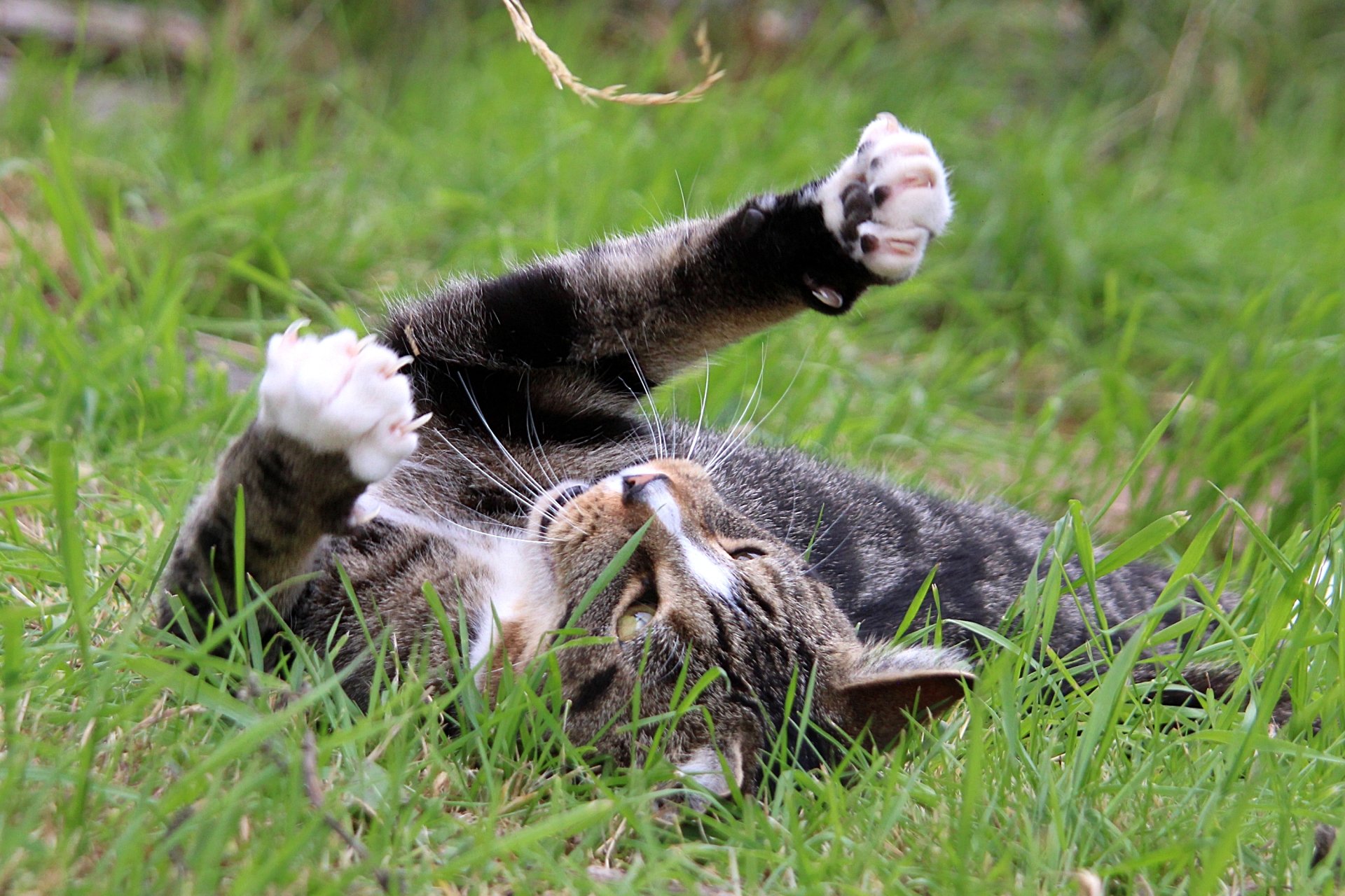 CATS 0266.jpg