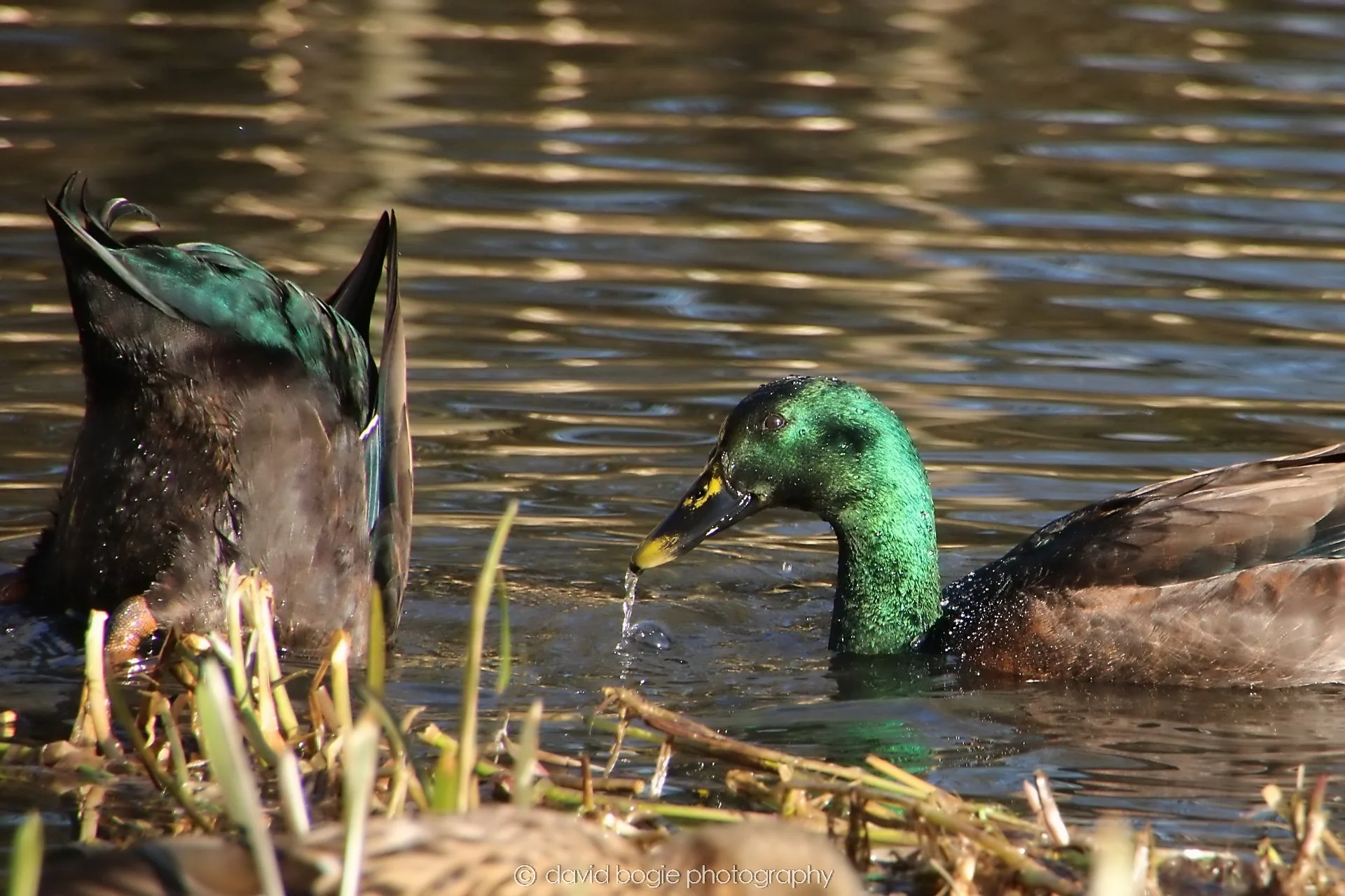 YEAR20240207 Lochore Meadows 0292.jpg
