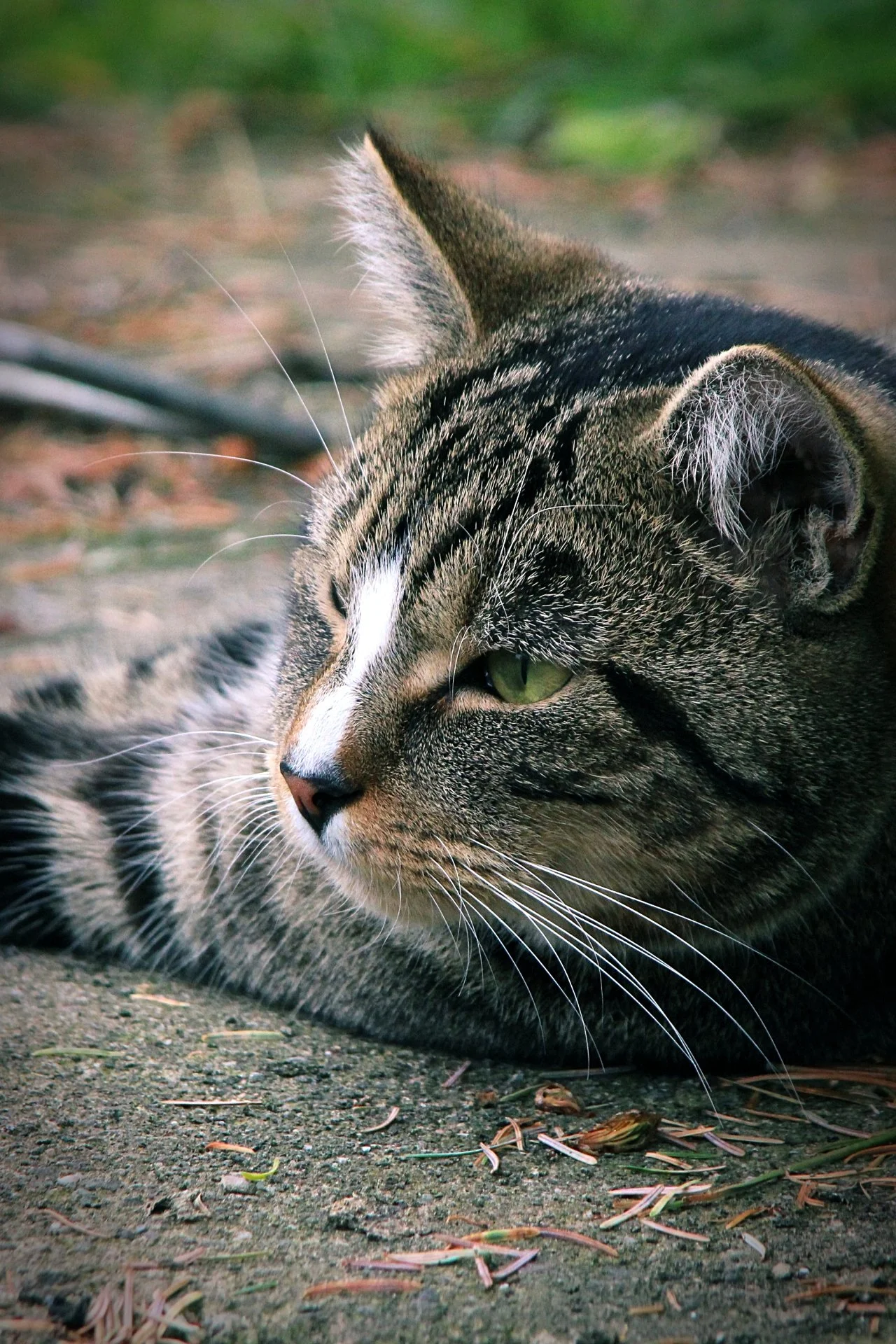 CATS 0175.jpg
