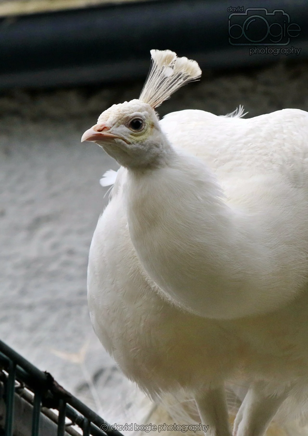 20260324 121631 Pittencrieff Park 0026.jpg