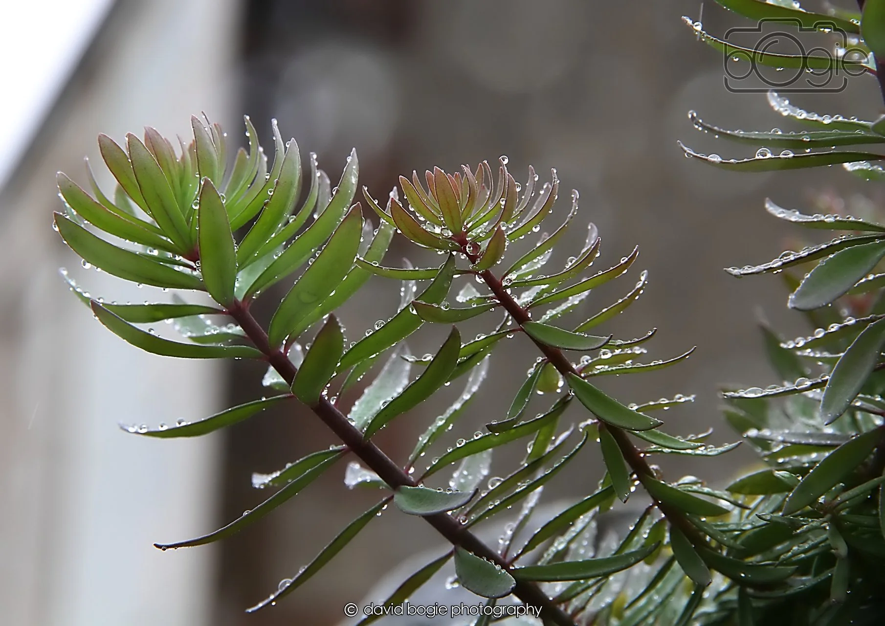 20260401 130021 Culross 0221.jpg