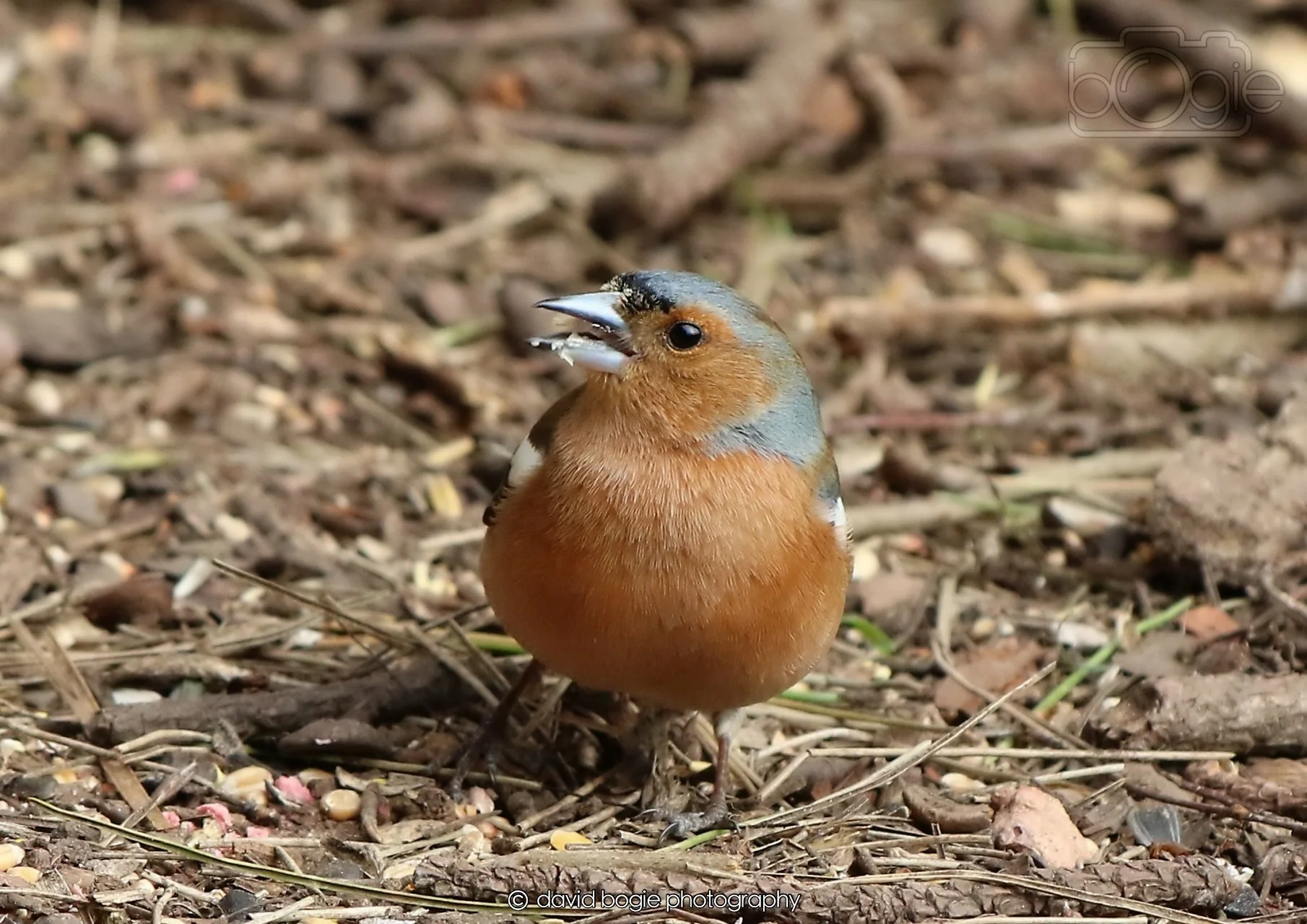 20260326 120315 Silverburn 0350.jpg