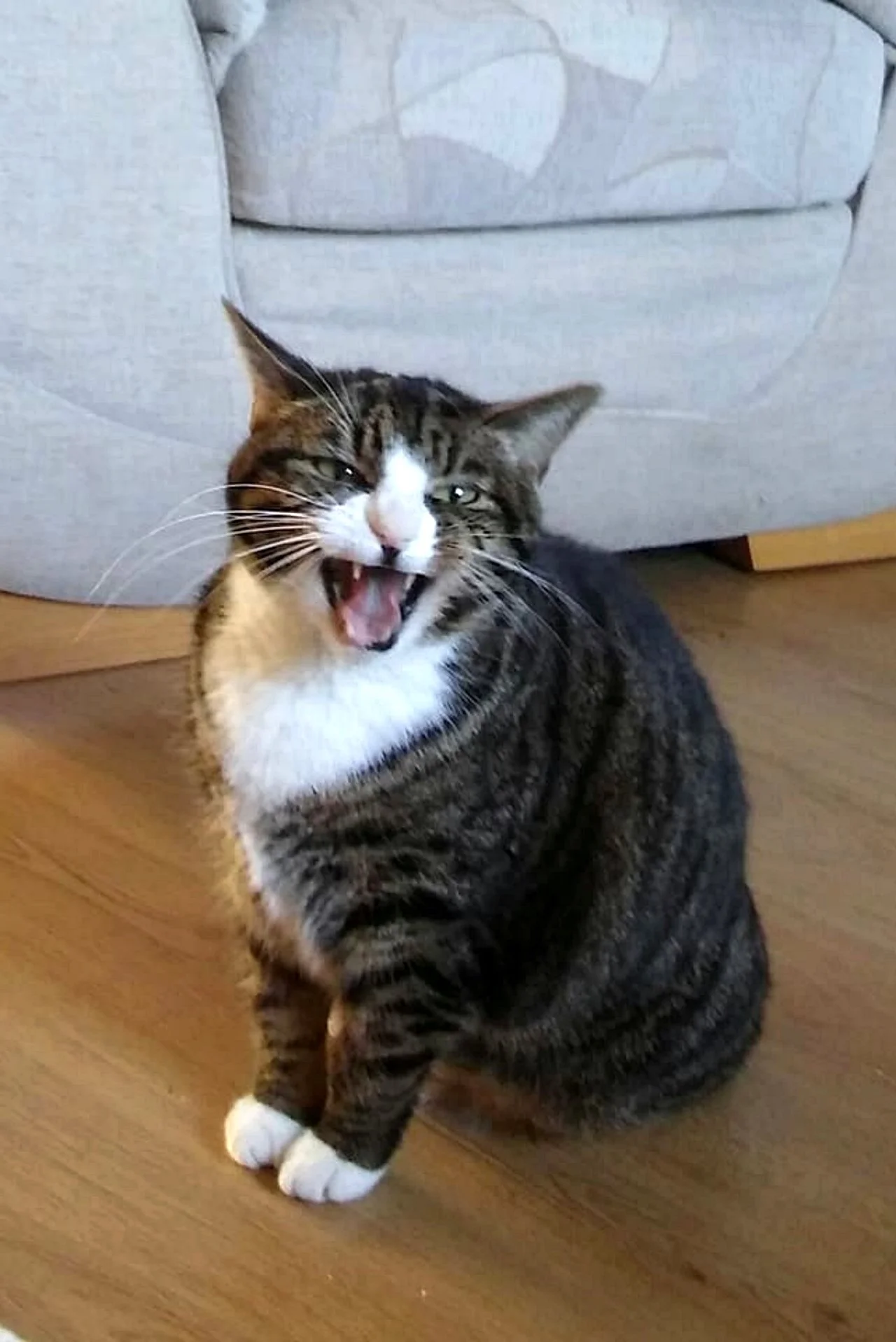 CATS 0006.jpg