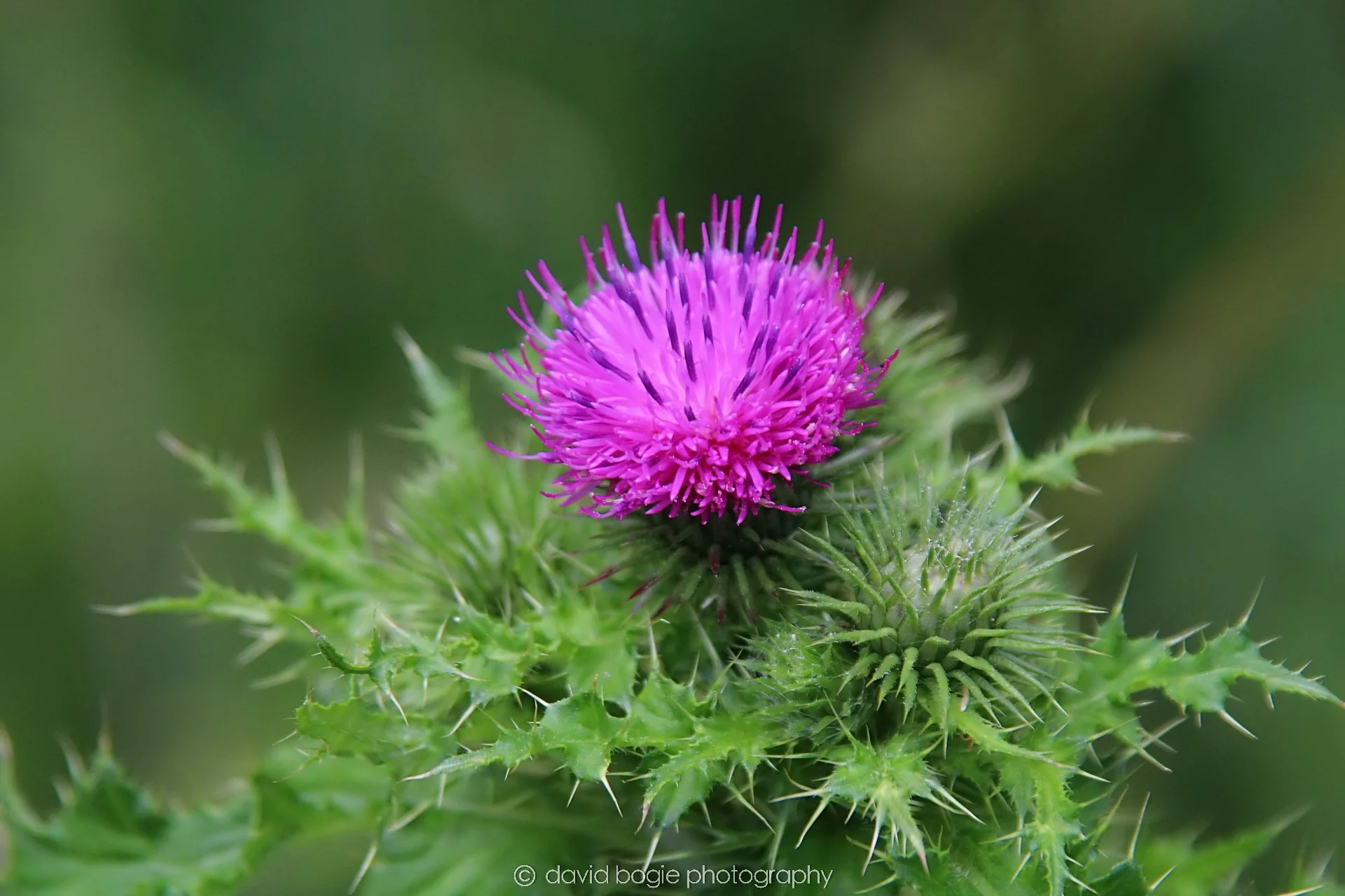 YEAR20230710 Lochore Meadows 125900 00002.jpg