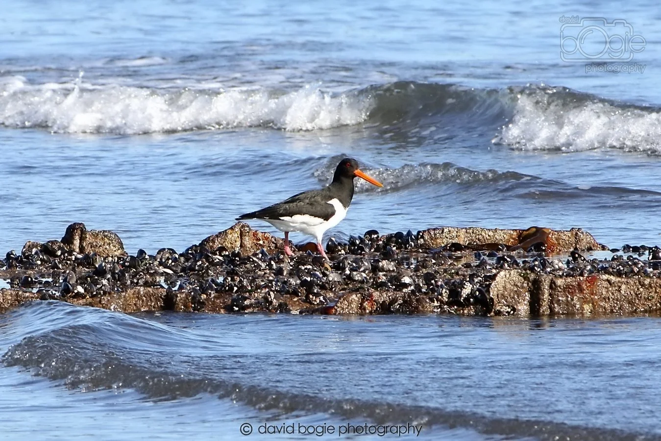 20260307 110927 Kirkcaldy 0005.jpg