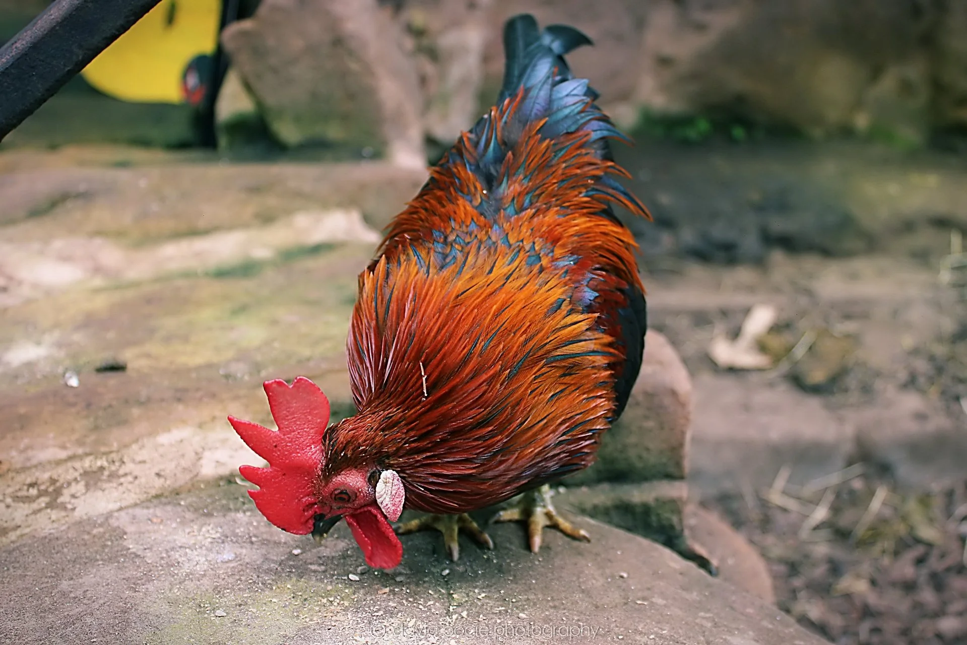 20191019 124941 Butterfly World 0025.jpg
