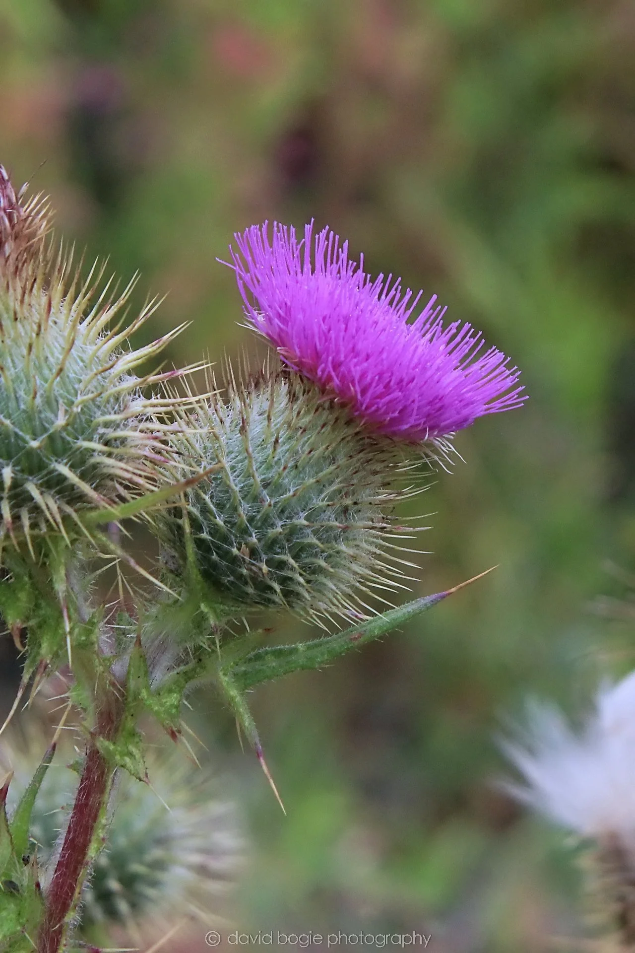 20210729 Lochore 8.jpg