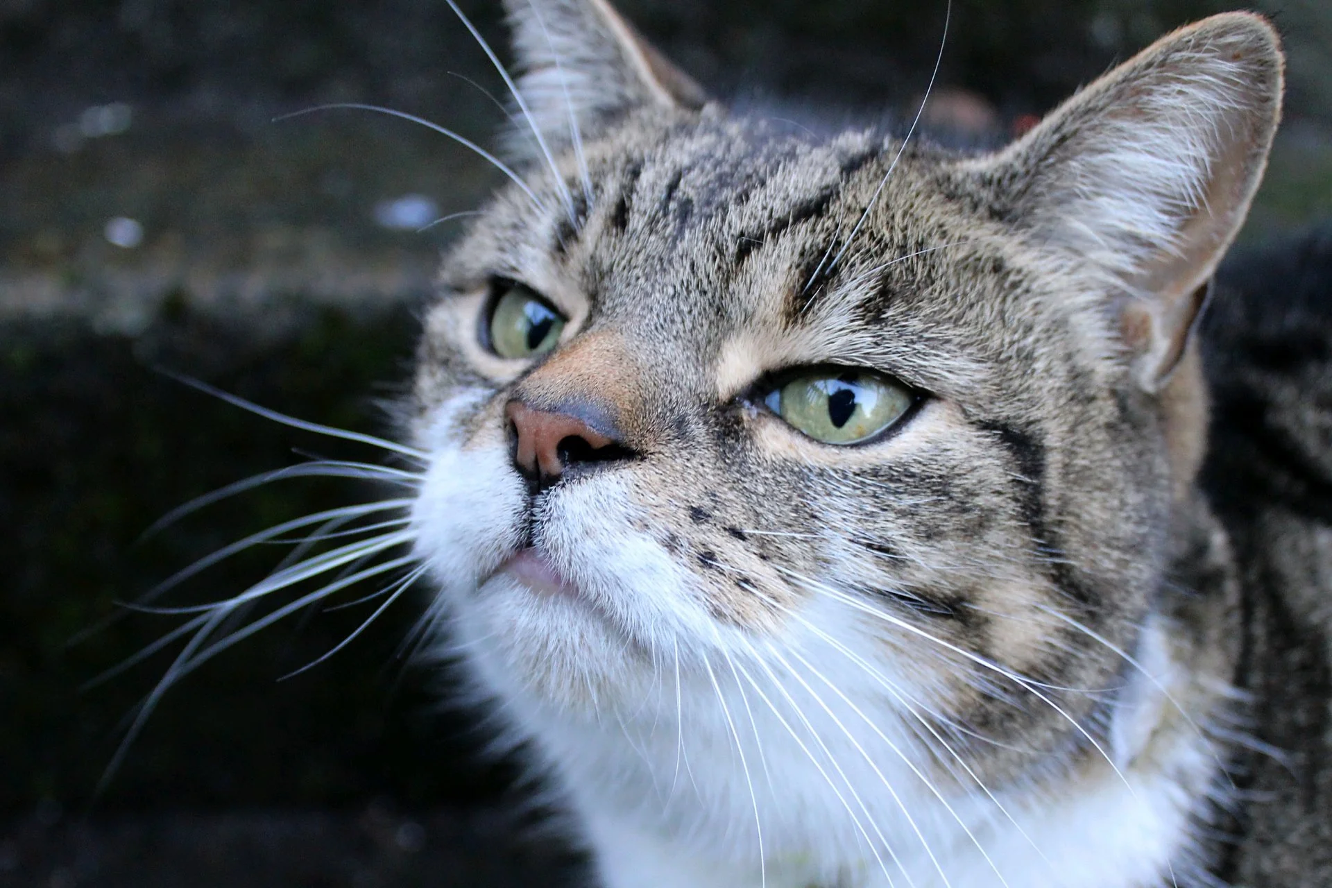 CATS 0018.jpg