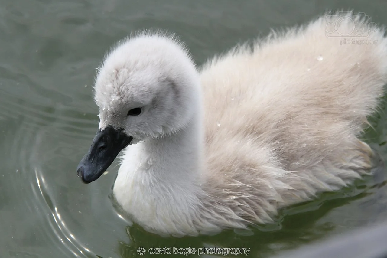 SWAN038