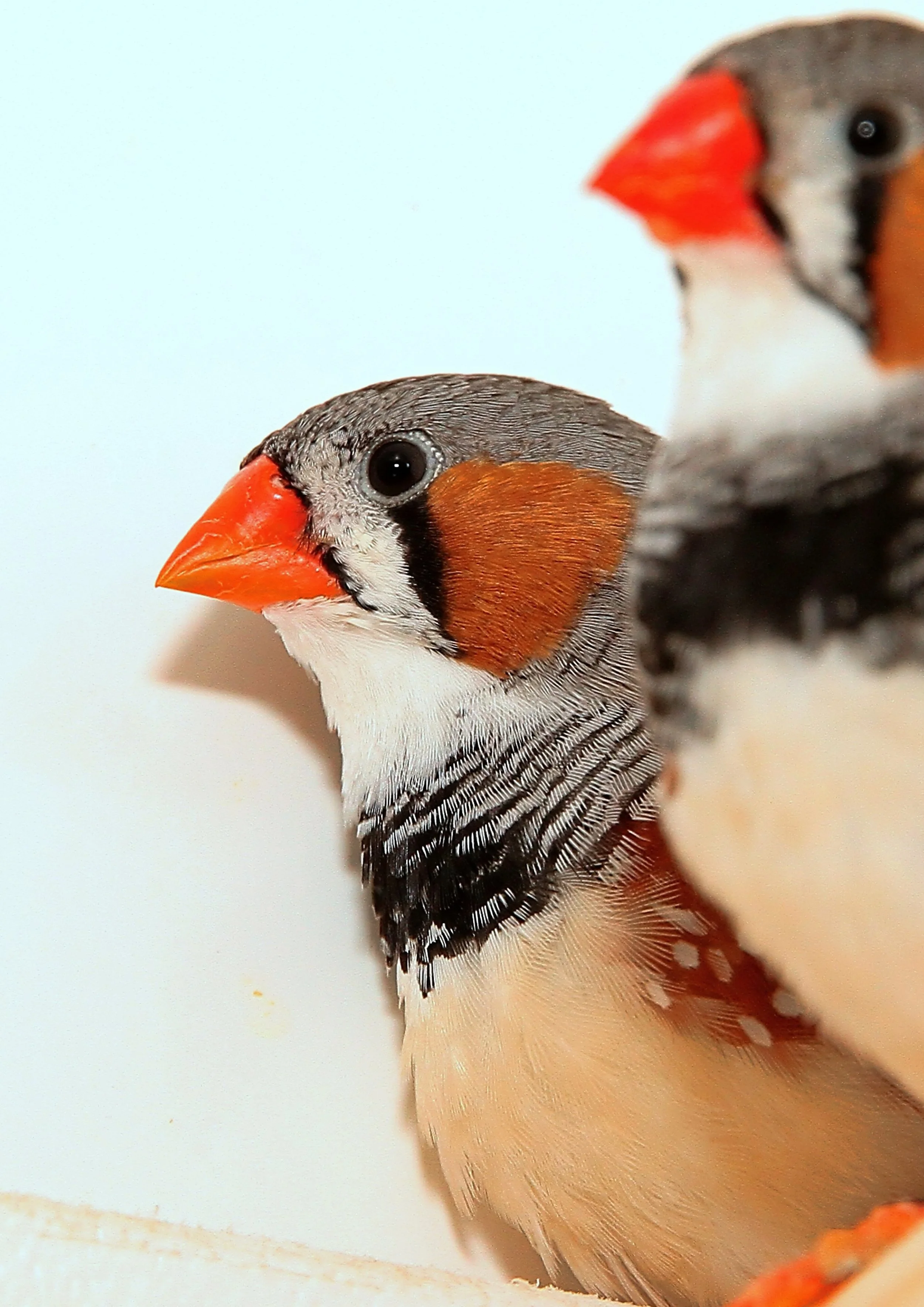 20260331 104711 K&S 0354.jpg